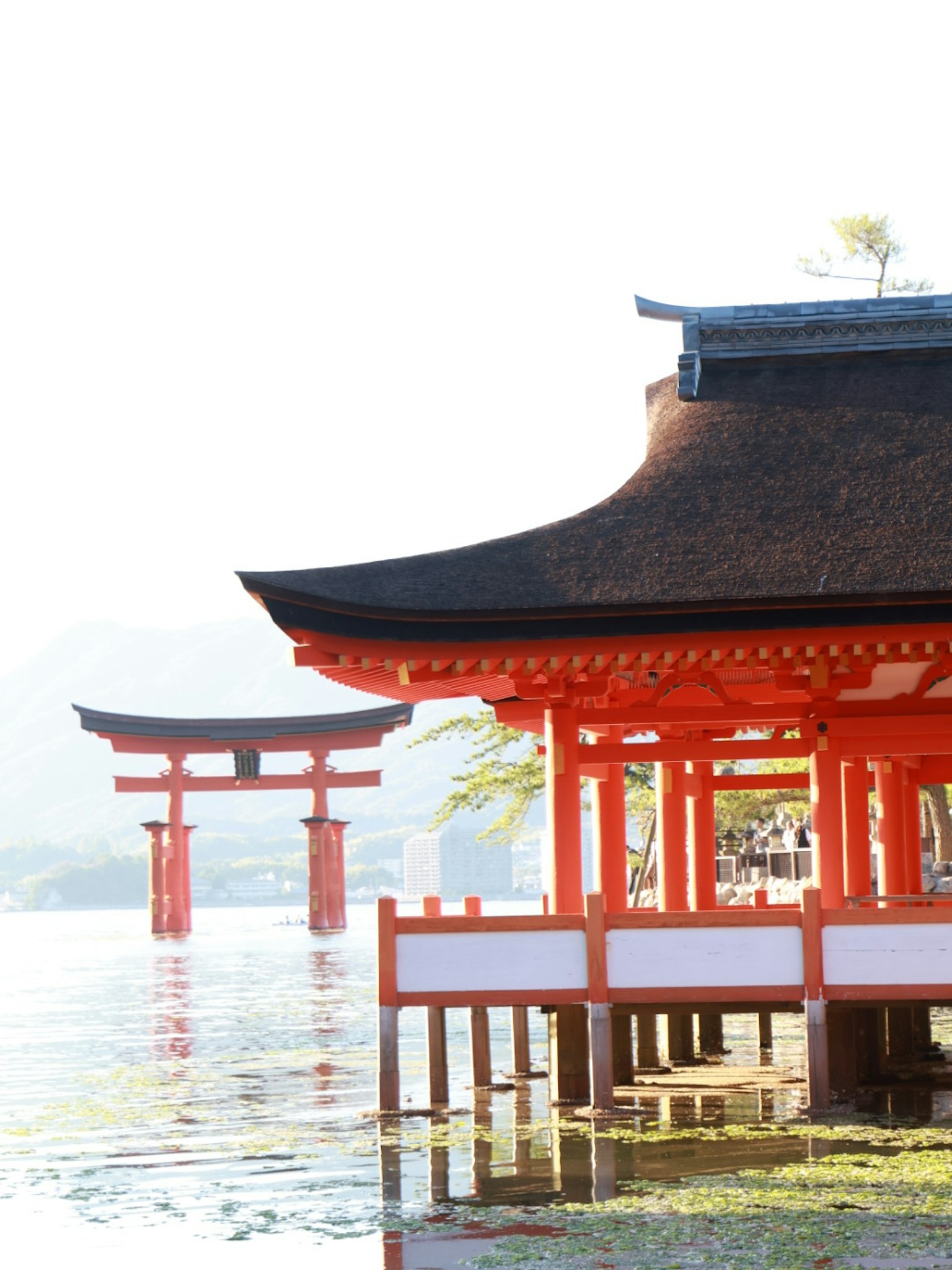 水に浮かぶ赤い鳥居と神社の建物の美しい風景