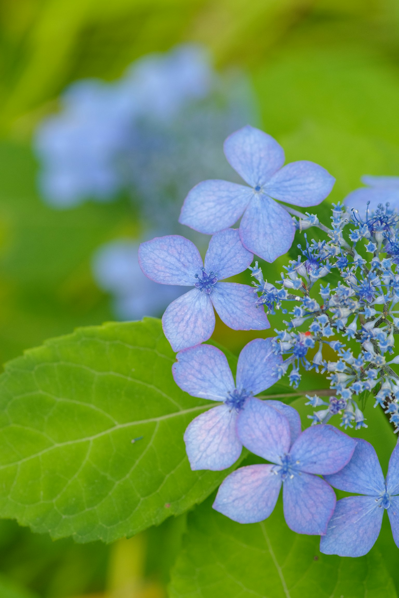 Close-up of blue flowers and green leaves