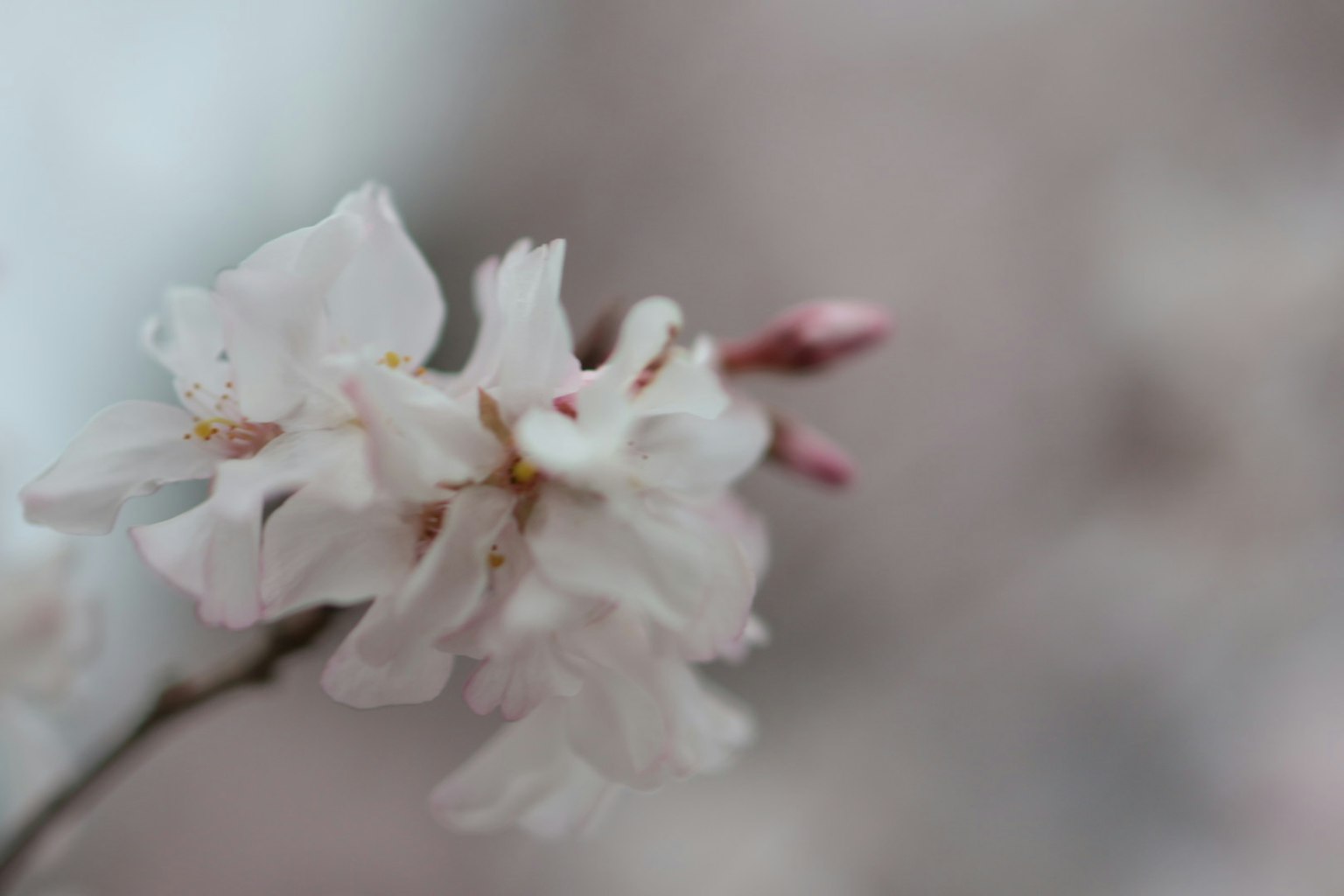 Fleurs de cerisier roses délicates sur un fond doux