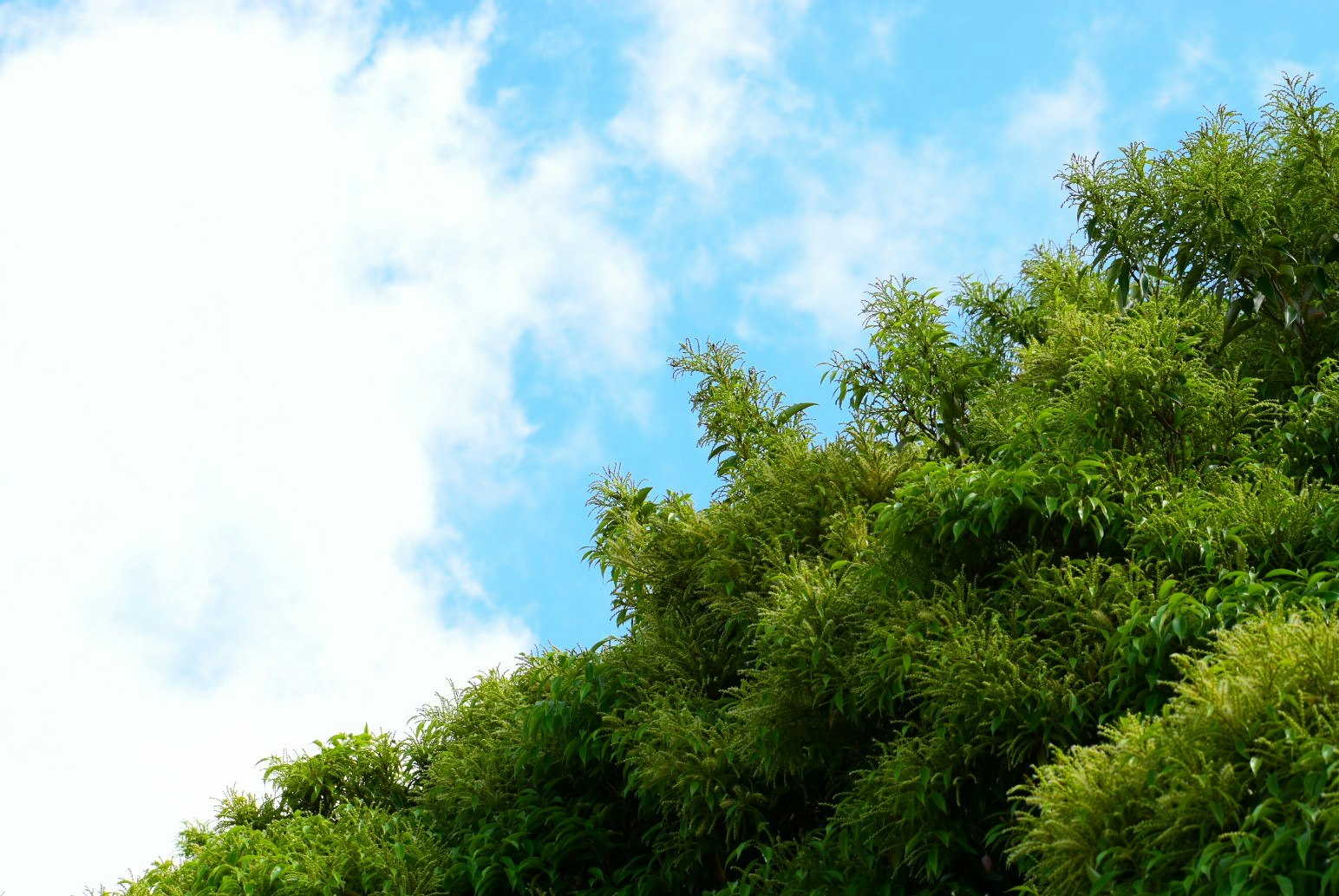 ふさふさした樹木の葉と青空