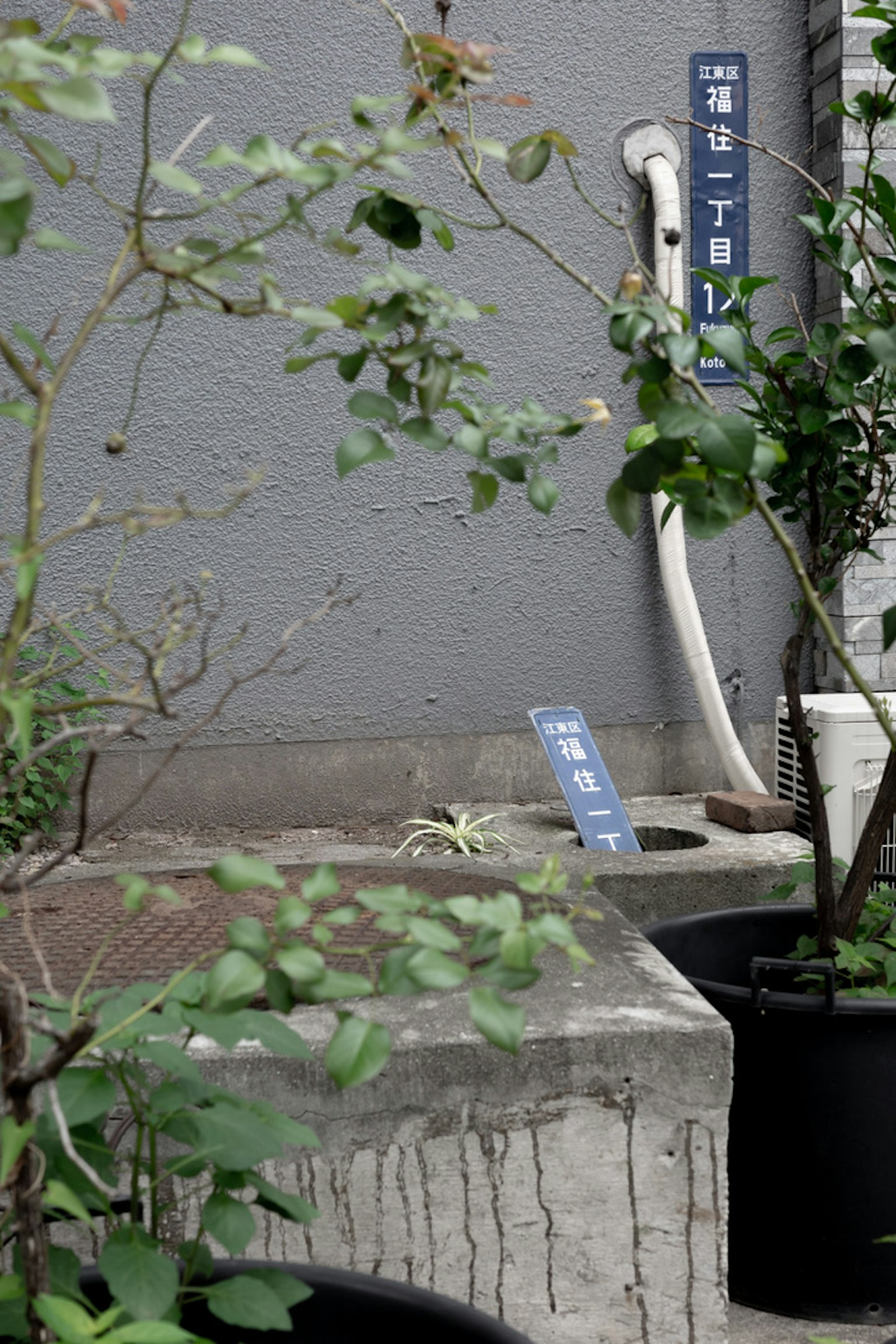 混凝土区域有植物和排水管