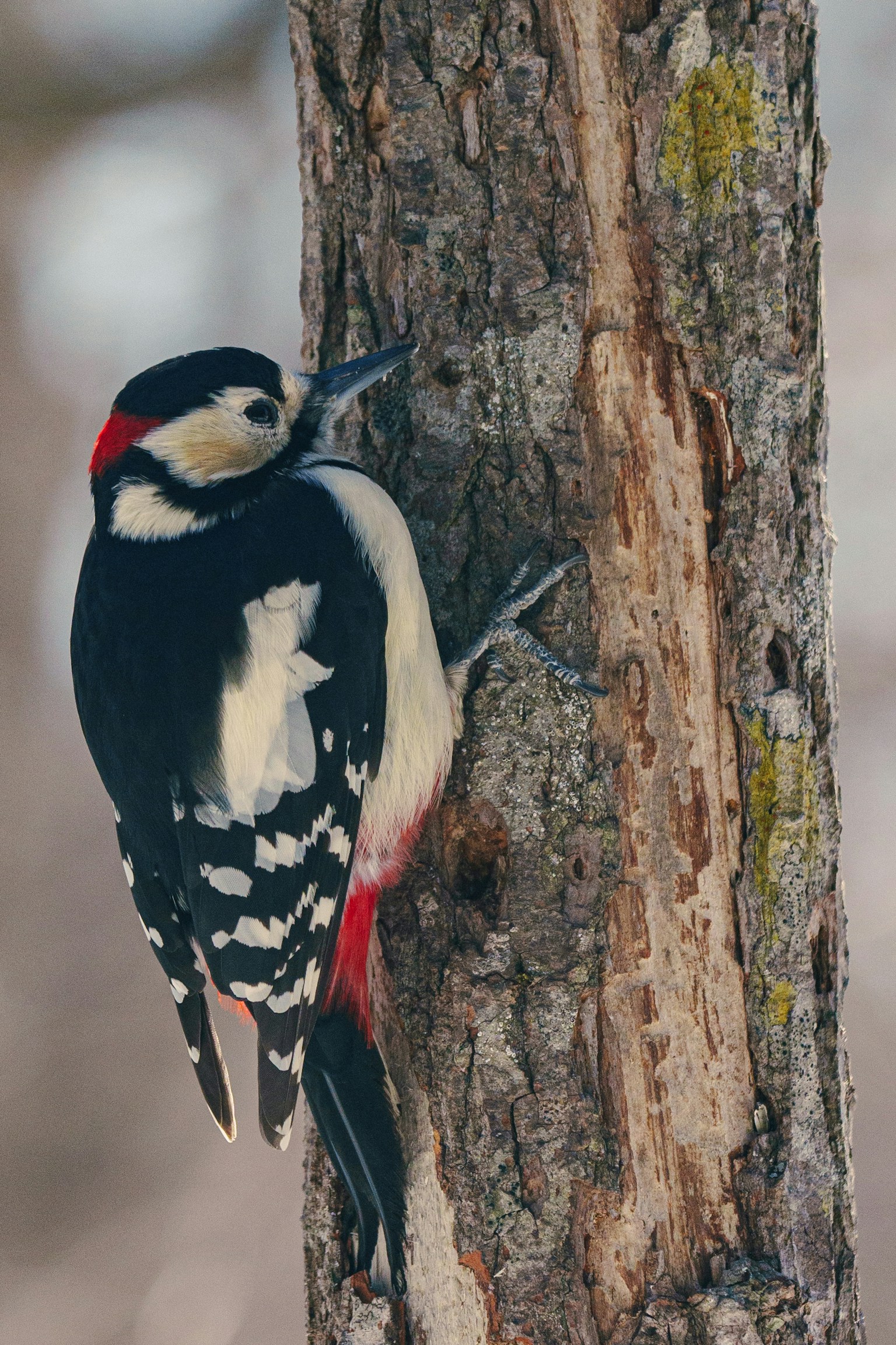 Great spotted woodpecker perched on a tree with striking plumage