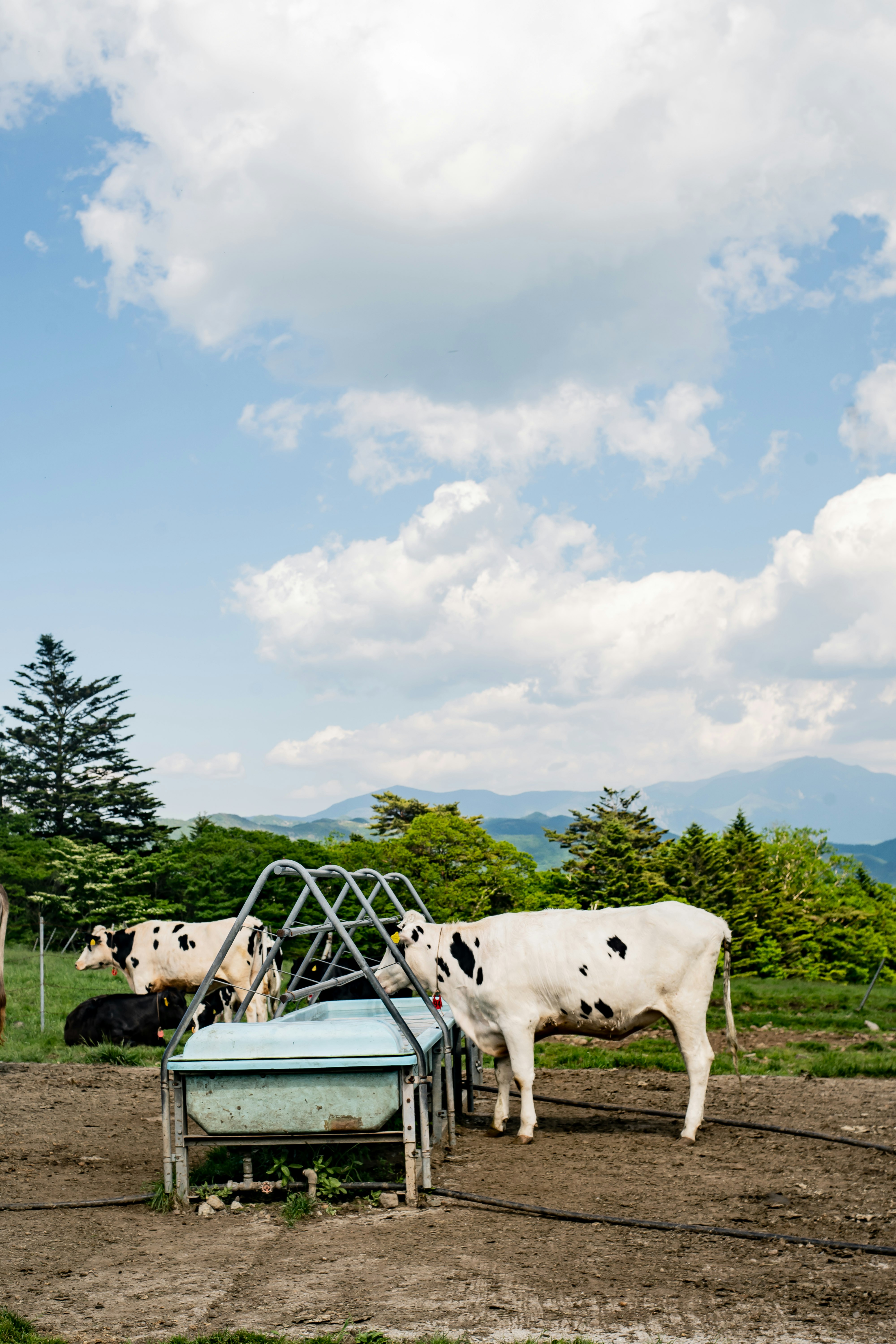 牧草地で草を食べる牛と放牧用の飼い葉桶のある風景