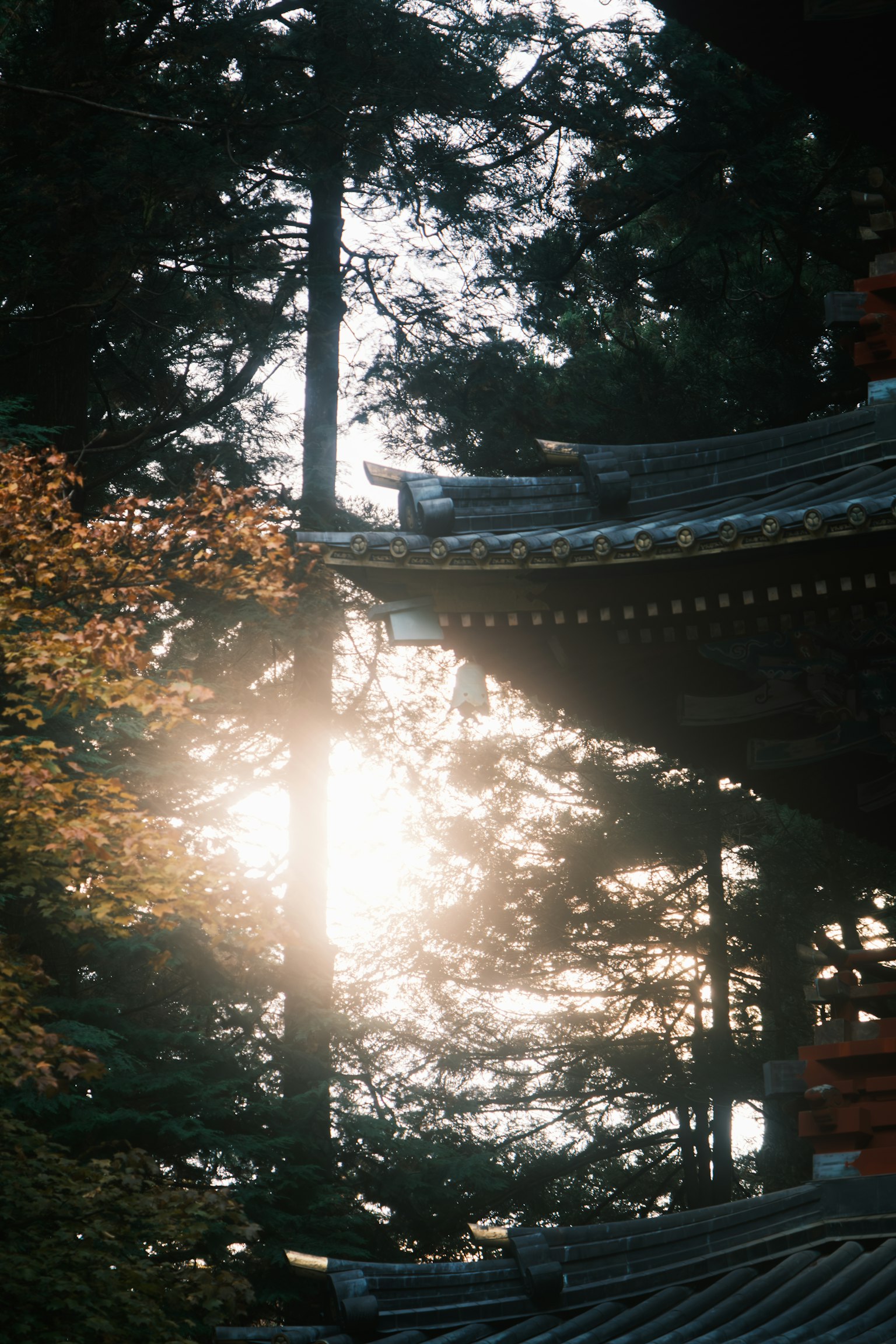 Sunlight filtering through trees beside traditional architecture