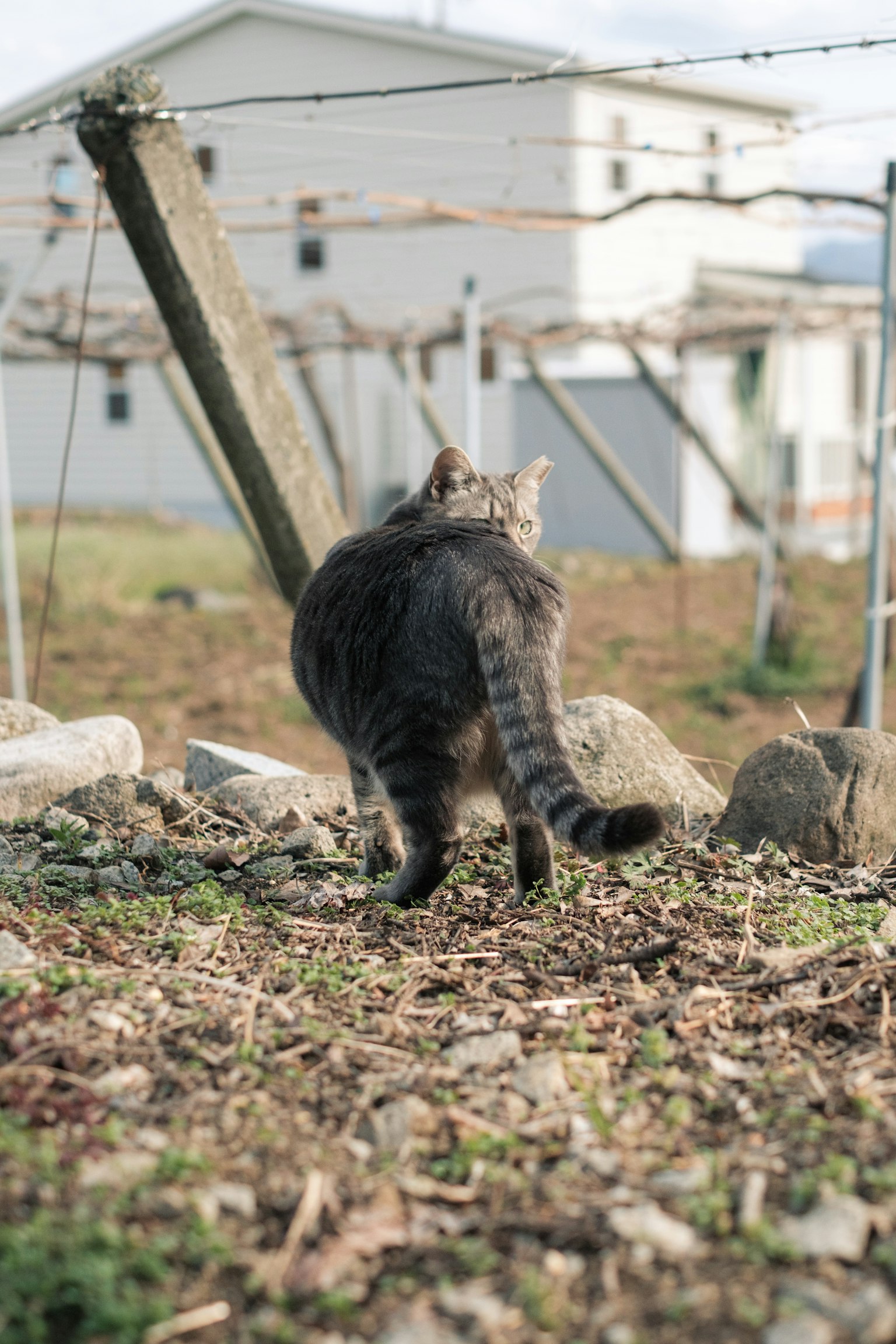 Kucing abu-abu berjalan menjauh di lanskap pedesaan