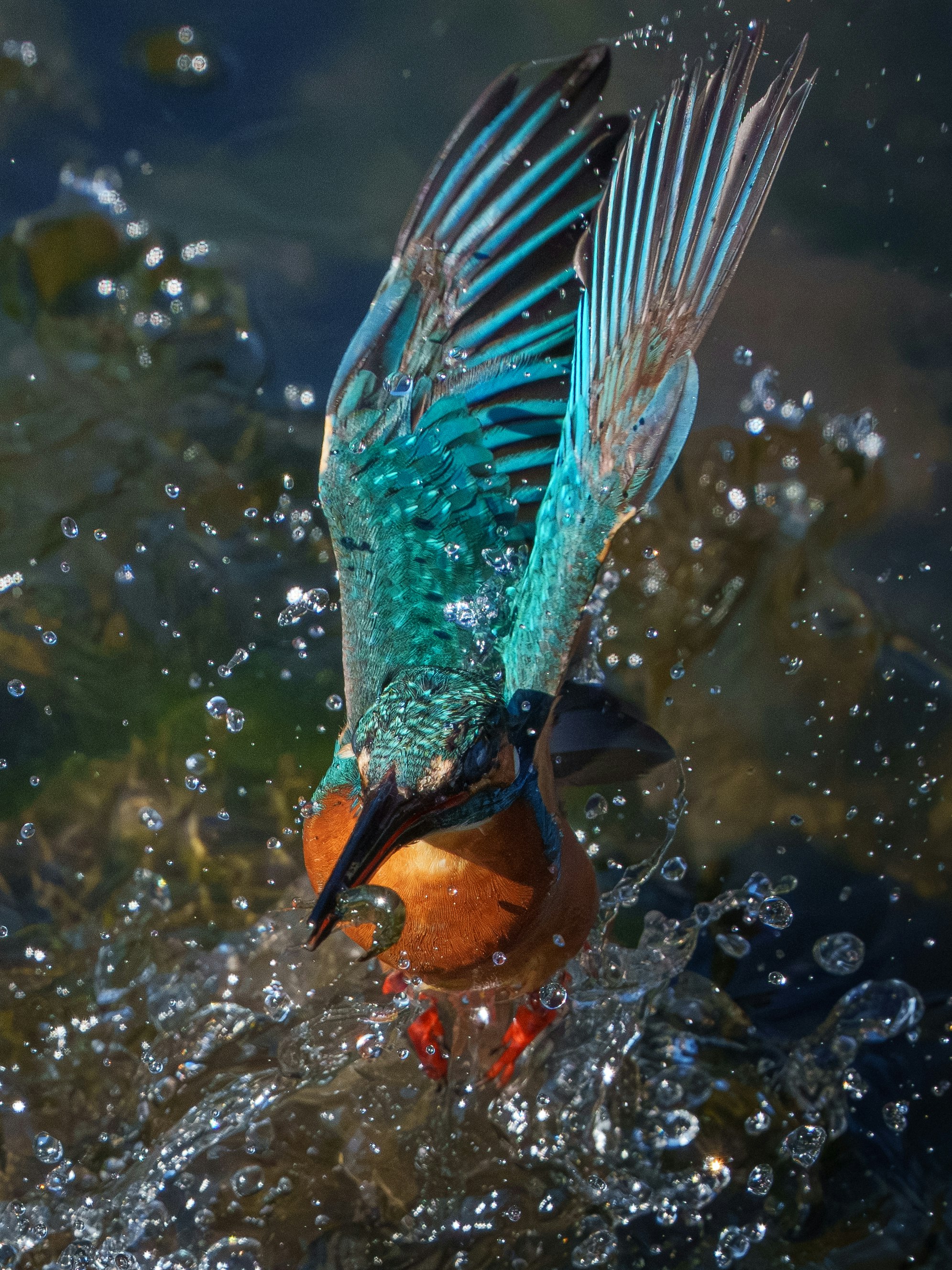 水しぶきを上げて飛び込むカワセミのような鳥