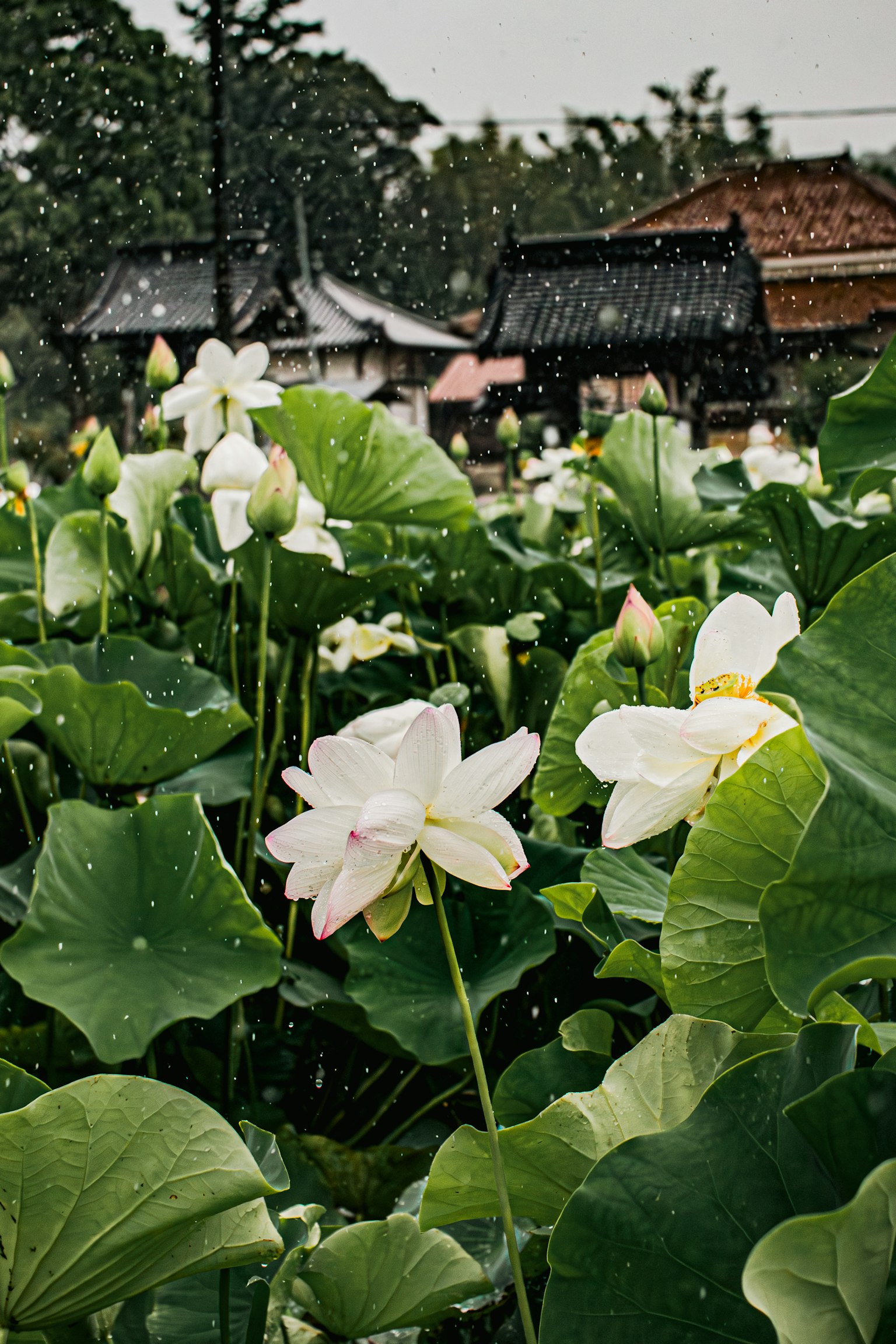 Une scène de fleurs de lotus blanches fleurissant dans un étang mouillé par la pluie