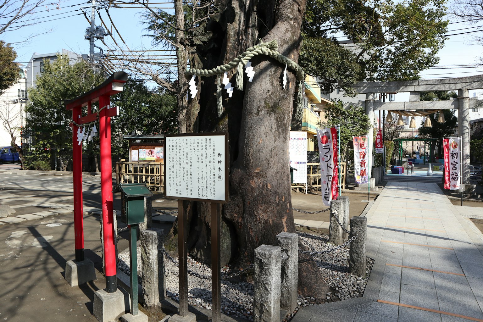 Large tree with shinto offerings near a red torii gate and information board
