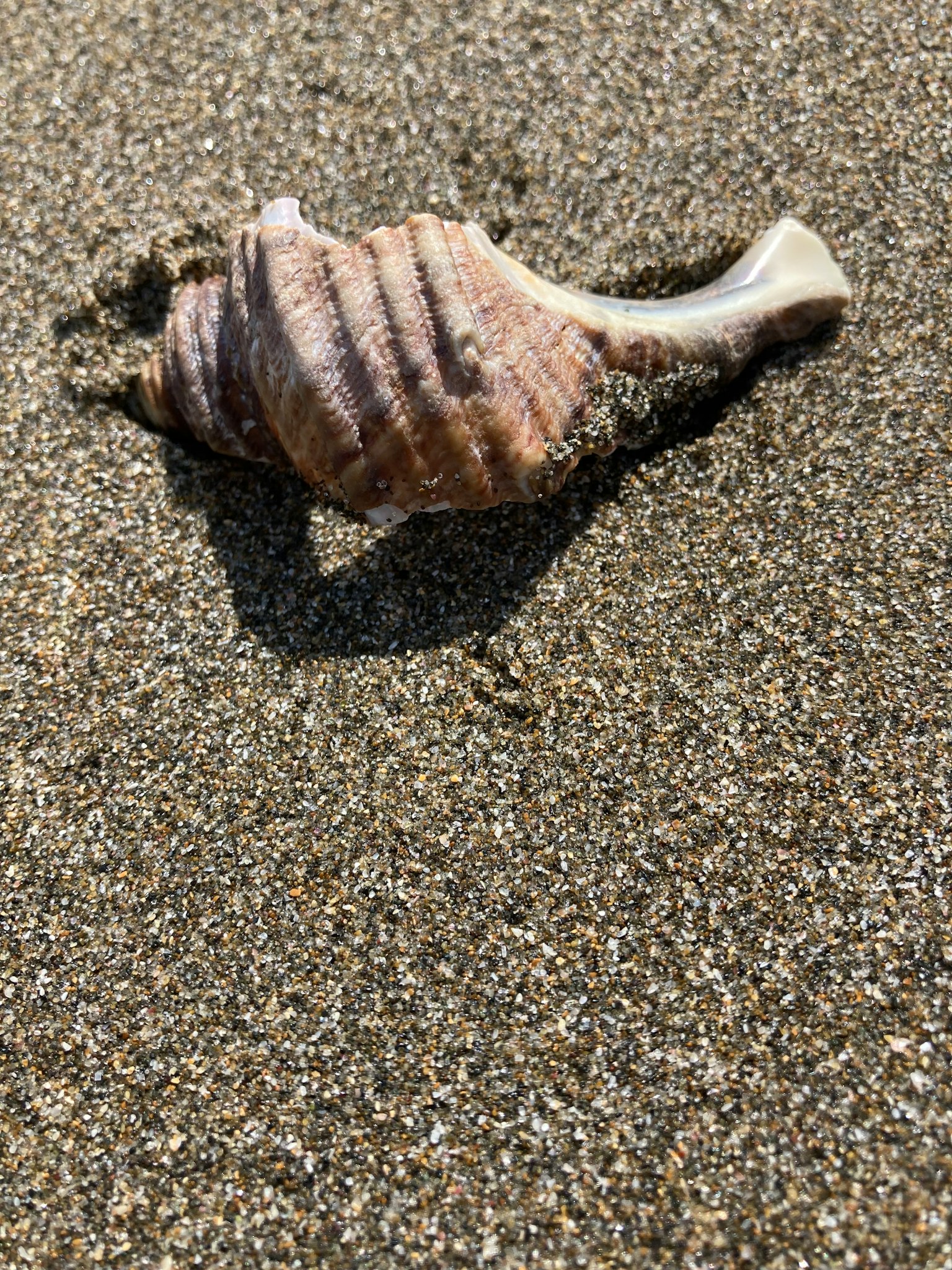 A shell of a spiral sea snail resting on sandy beach