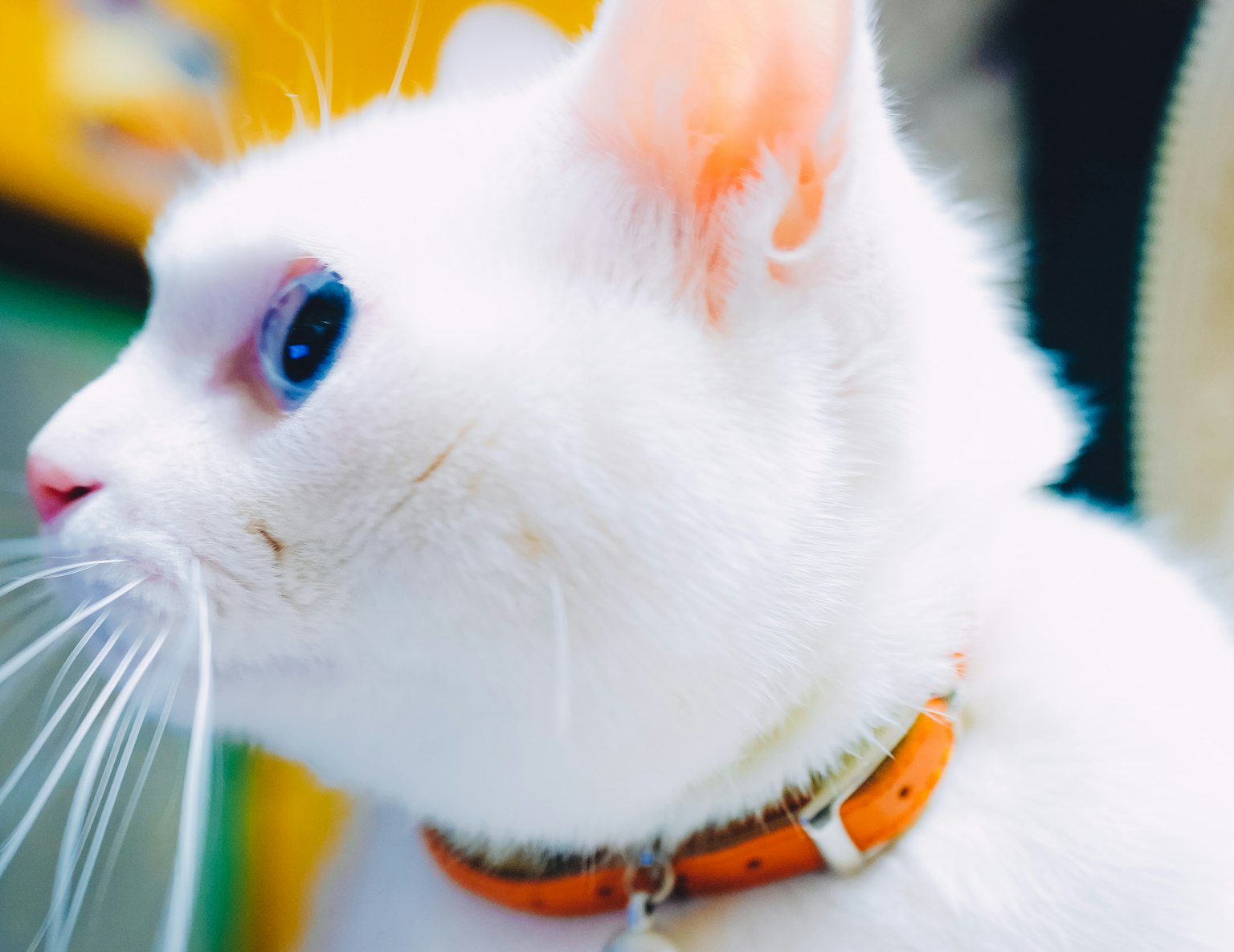 Profile of a white cat wearing an orange collar with blue eyes