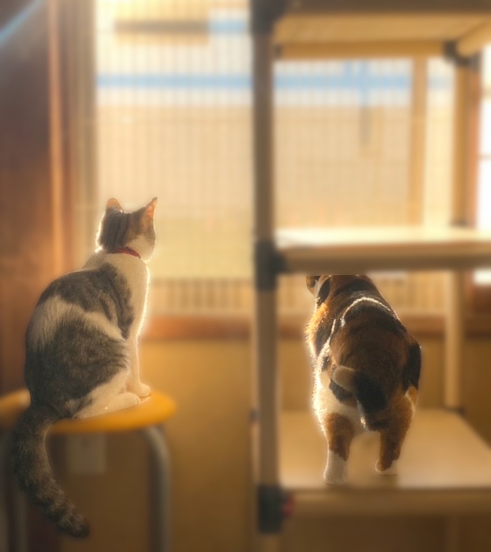 夕陽暖光下室內裡的貓在休息