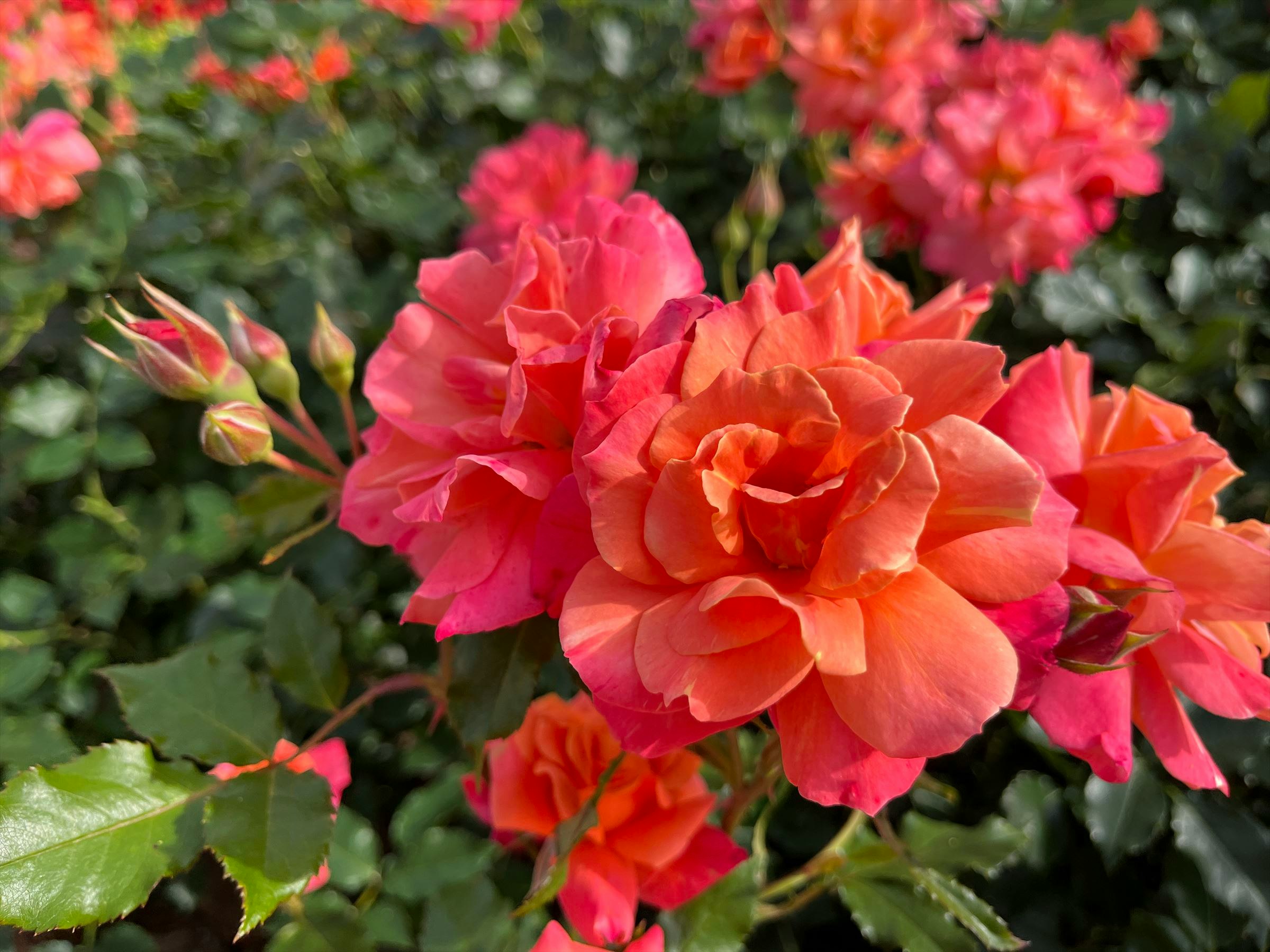赤やオレンジのバラの花束のように咲く花