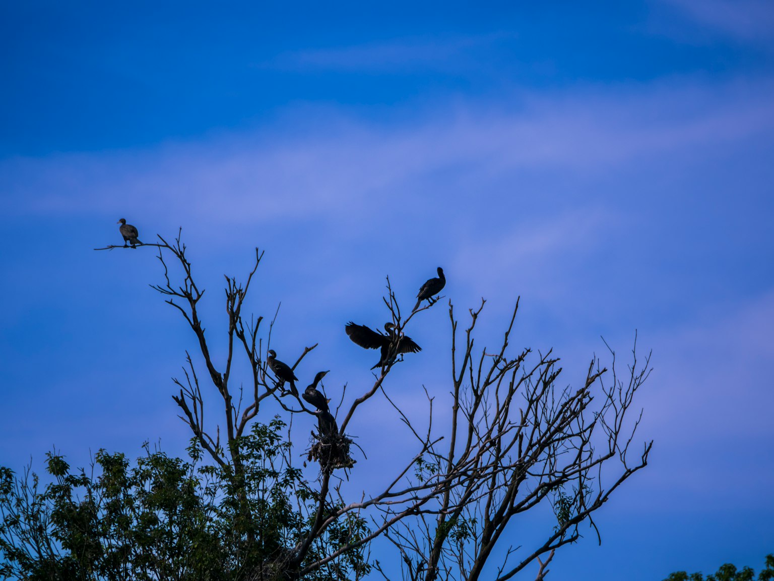 Oiseaux perchés sur un arbre sous un ciel bleu