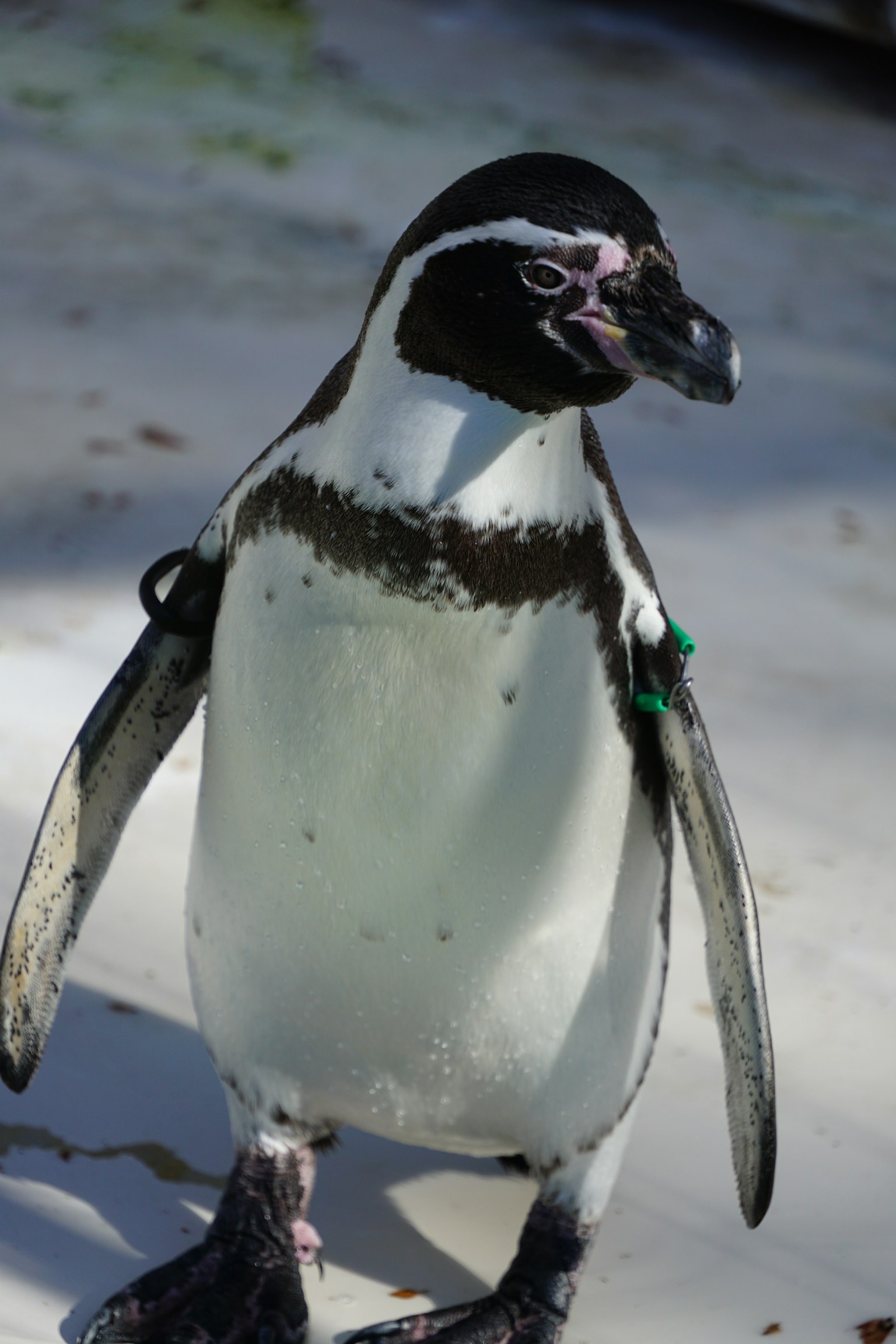 Un pingüino africano de pie en la playa de arena