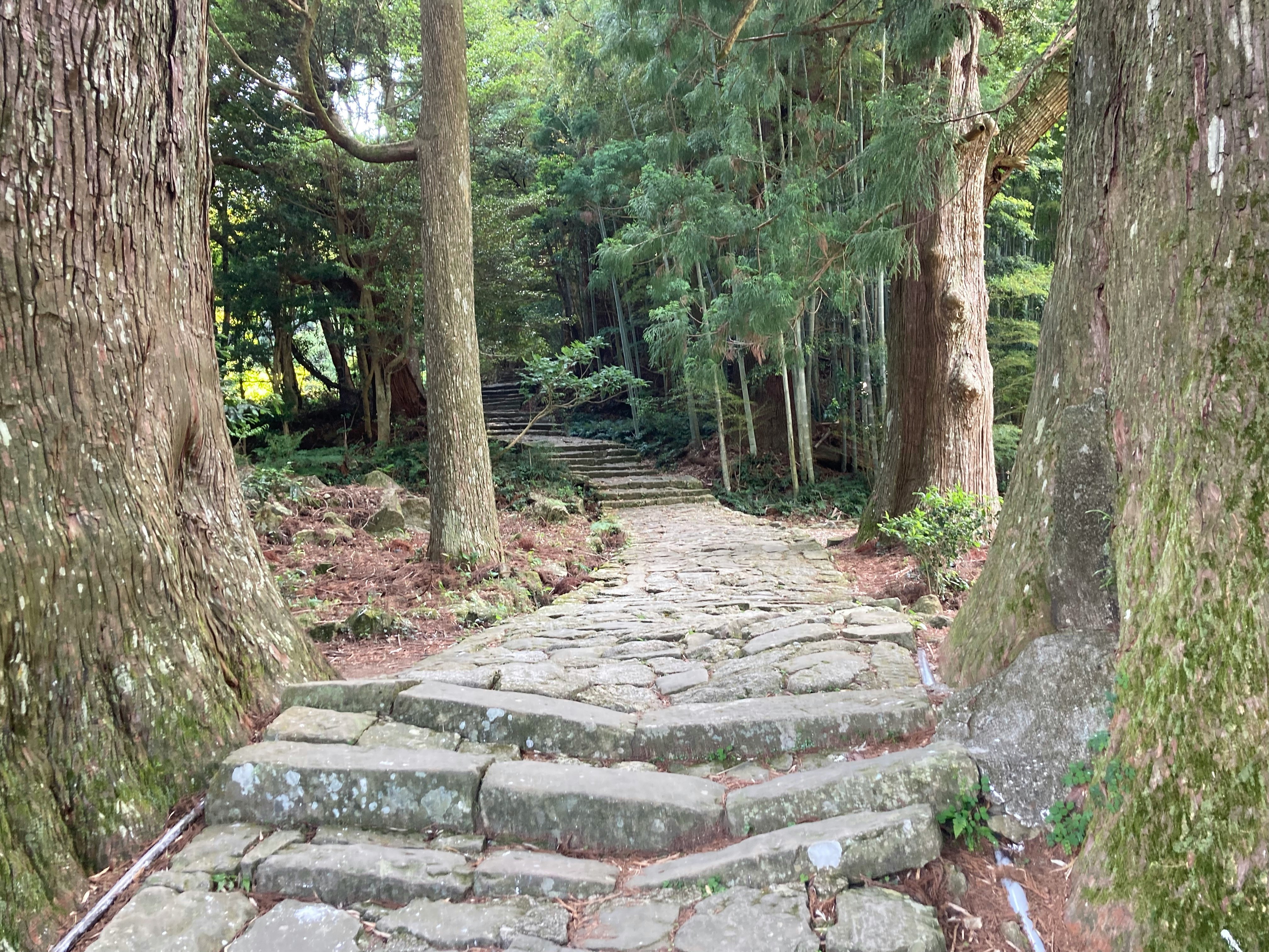 熊野古道の石畳の小道が森の中へ続く風景