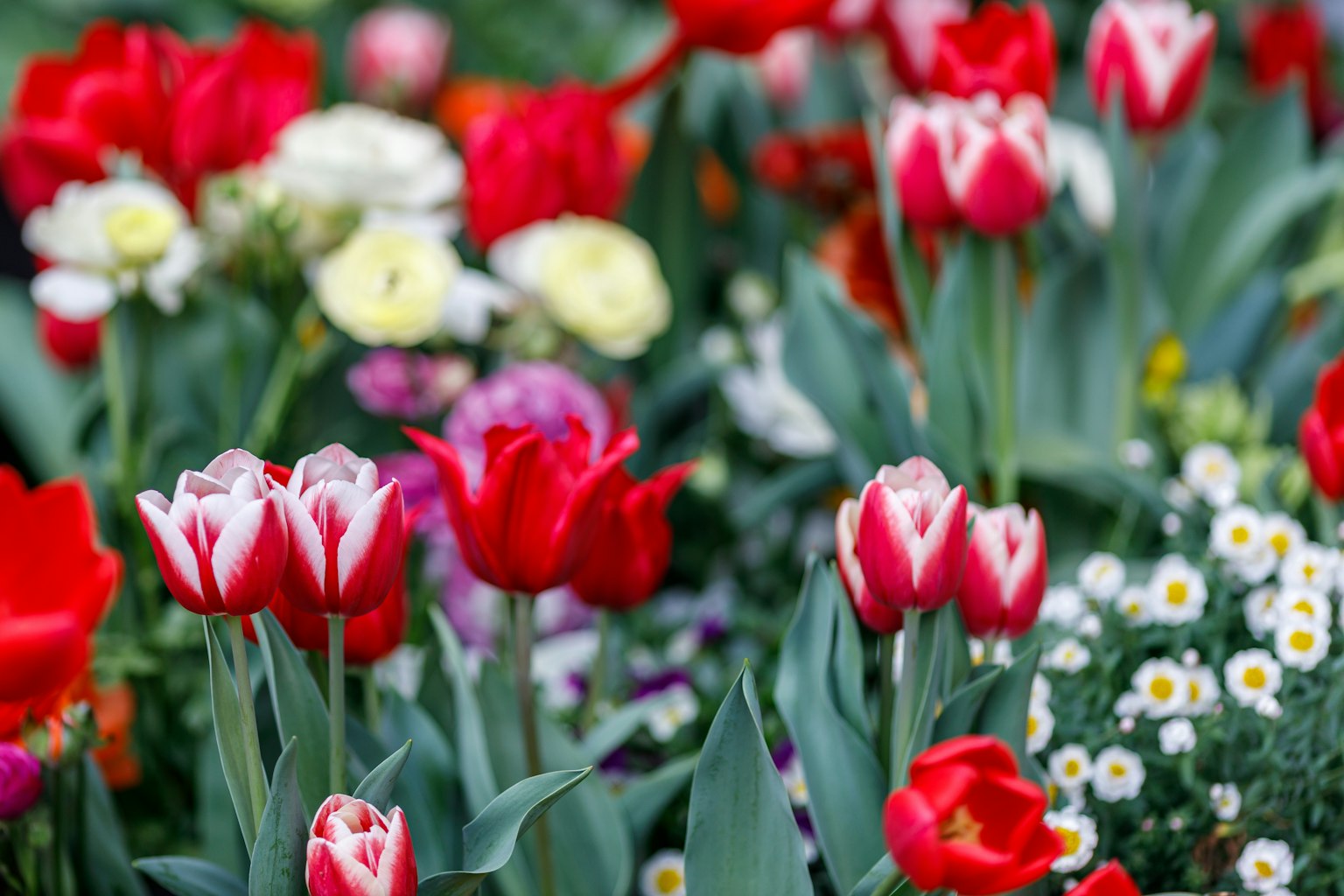 Ein schöner Blumenbeet mit roten und weißen Tulpen