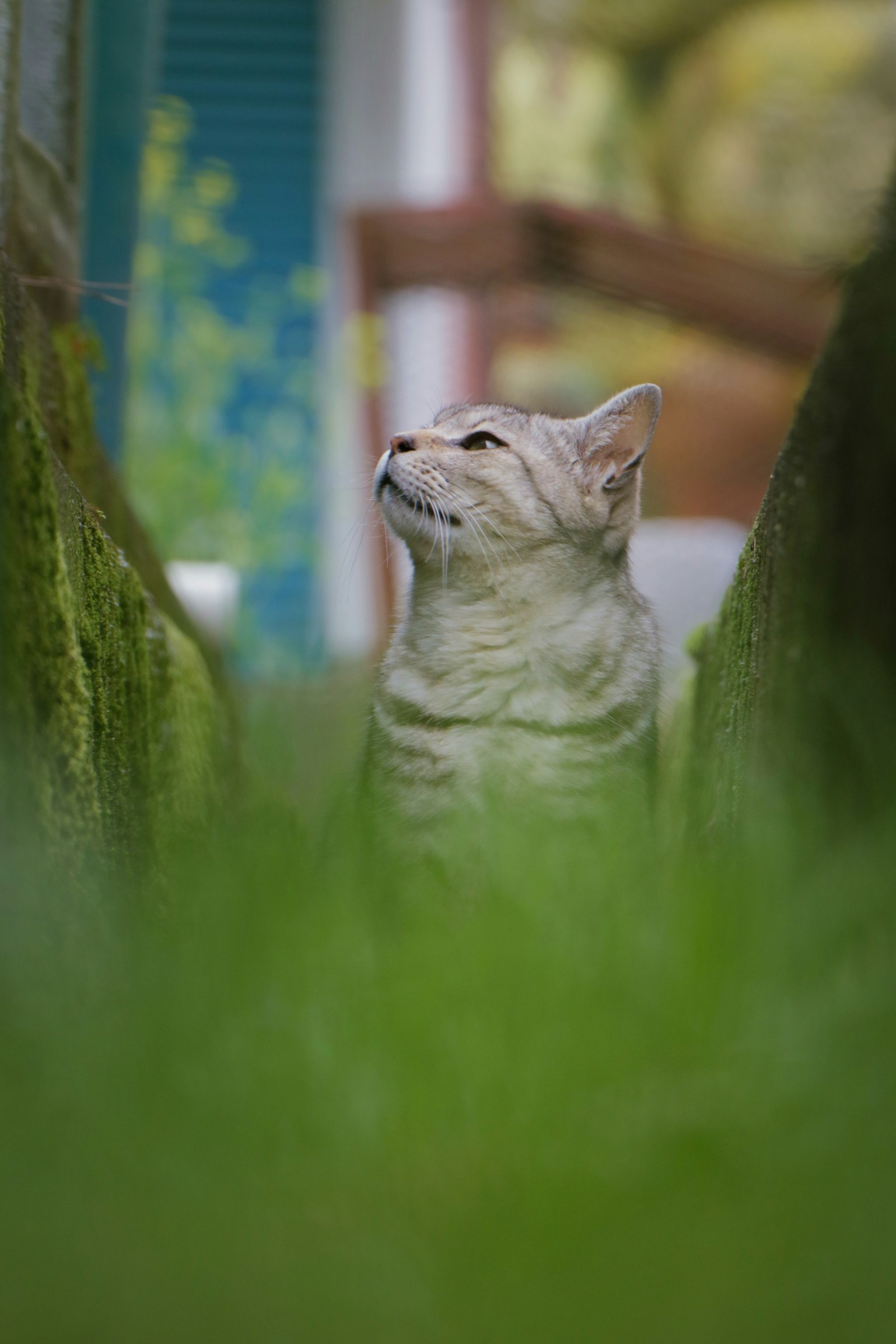 Eine Katze sitzt im grünen Gras und schaut nach oben
