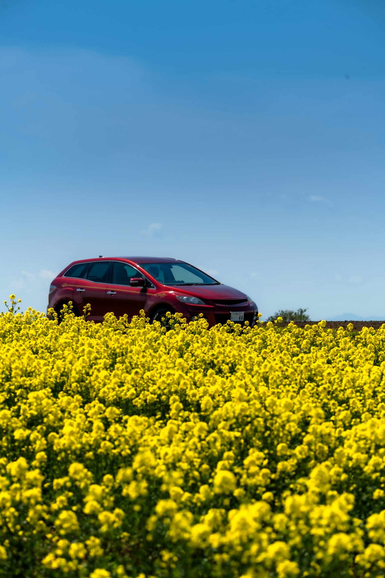 Un'auto rossa parcheggiata in un campo di fiori di colza gialli