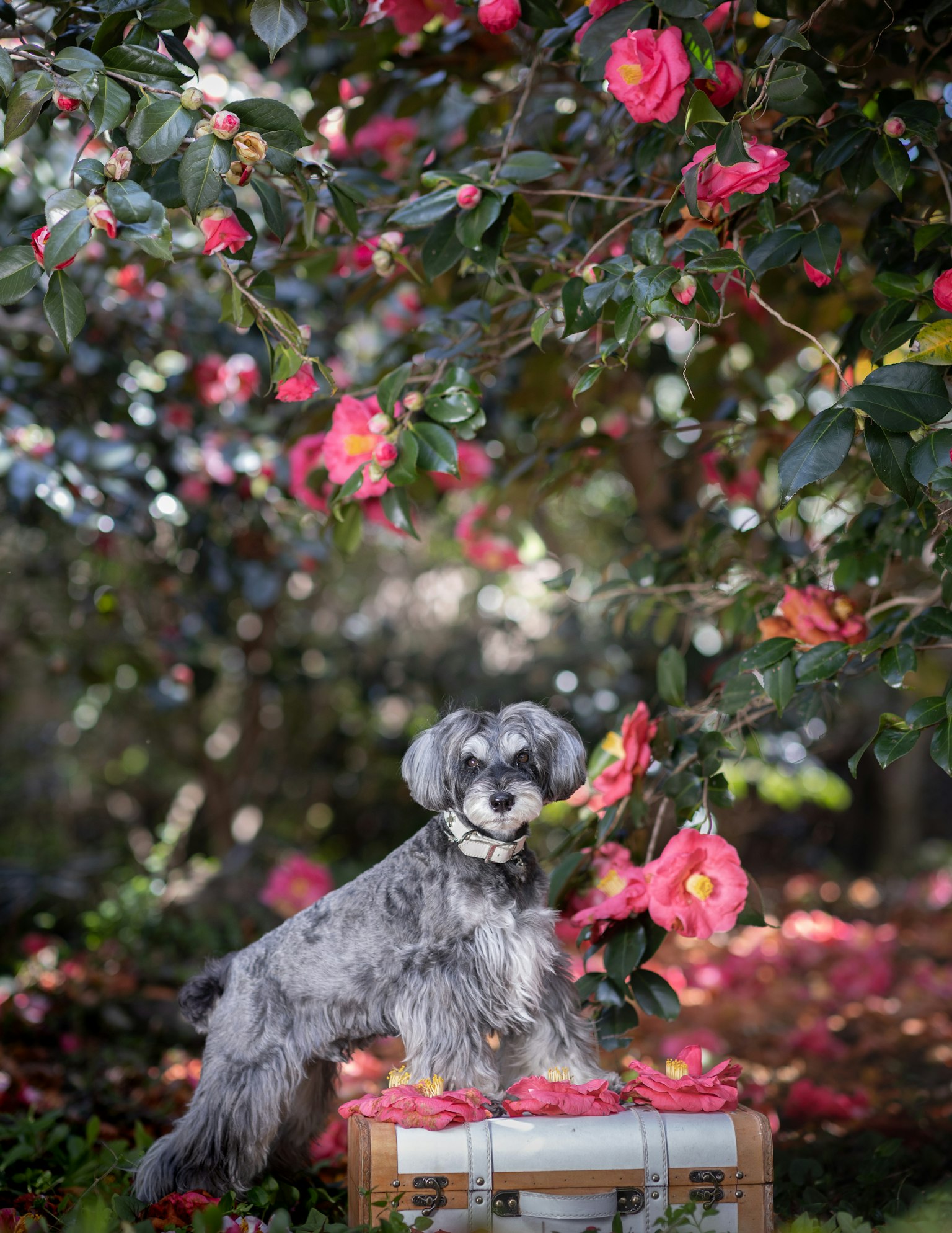 Seekor anjing berdiri di samping bunga pink cerah di taman