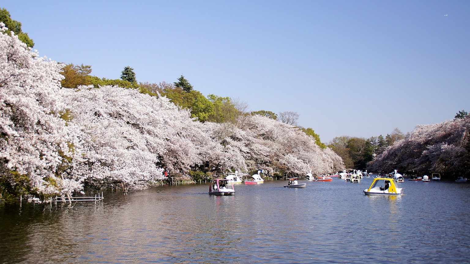 Pemandangan indah pohon sakura di sepanjang sungai dengan perahu