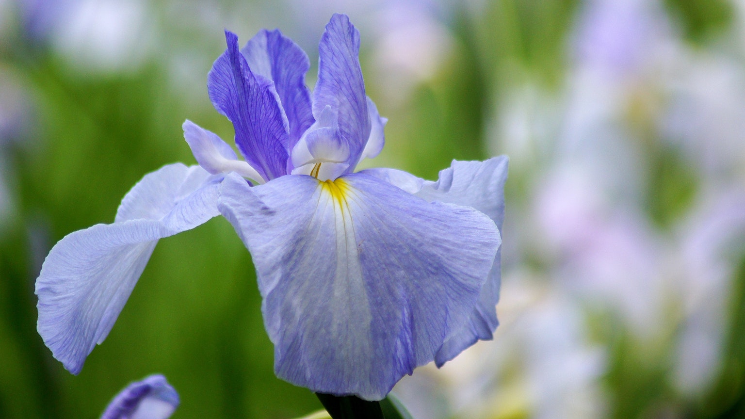 Close-up of a light purple iris flower with delicate petals against a green background