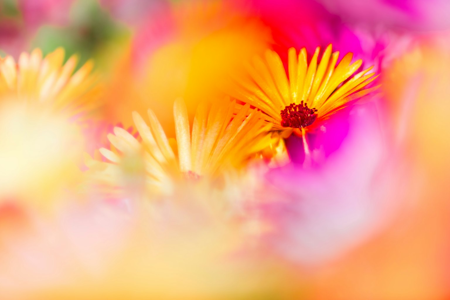 Lebendige Blumen mit einem verschwommenen Hintergrund, der eine bunte Szene schafft