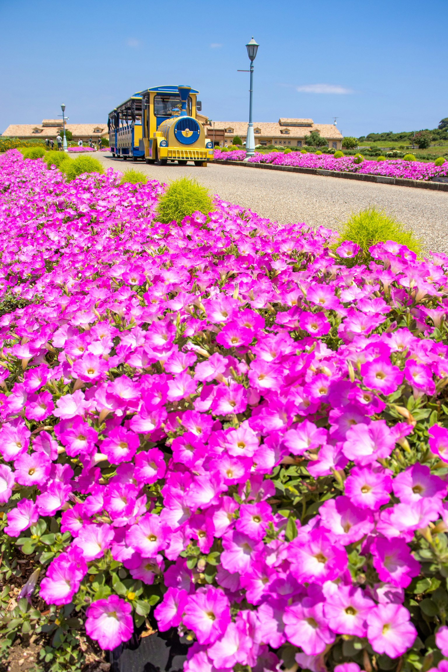 Fiori rosa vivaci con un treno d'epoca sullo sfondo