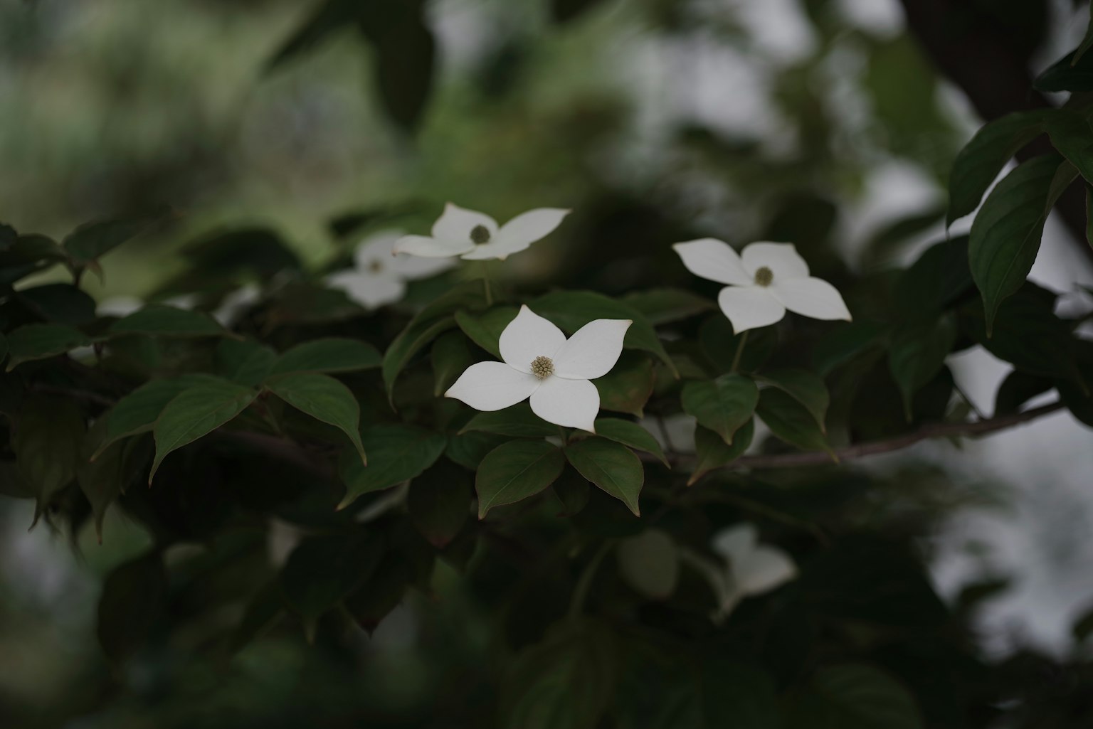 Branche avec des fleurs blanches et des feuilles vertes