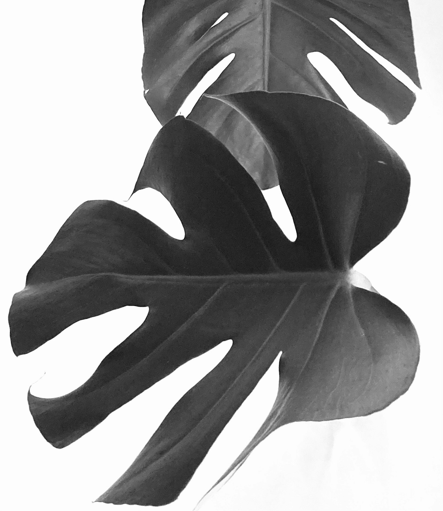 Black and white image of Monstera leaves showcasing unique shapes
