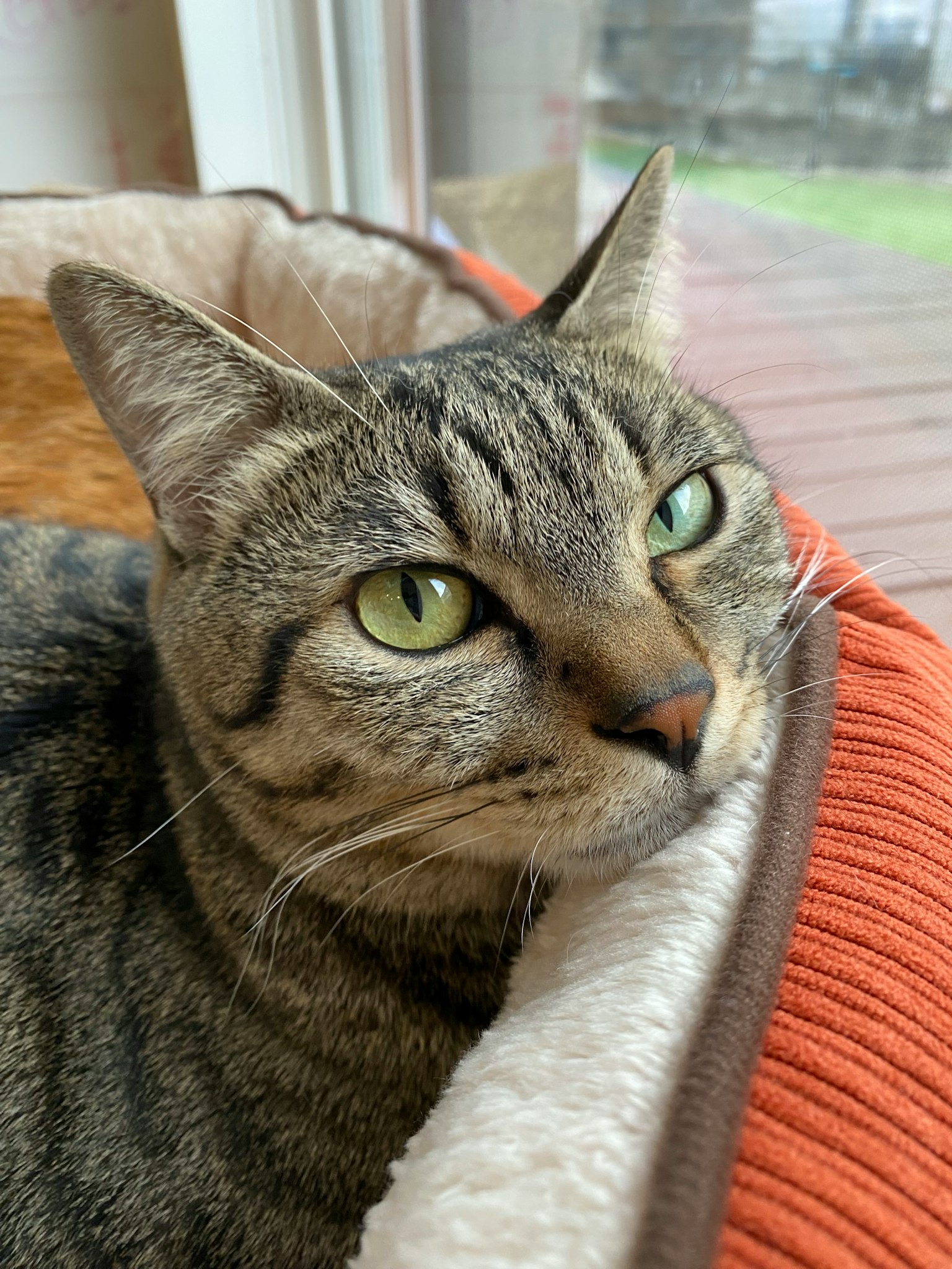 Chat gris rayé se détendant sur un coussin près d'une fenêtre
