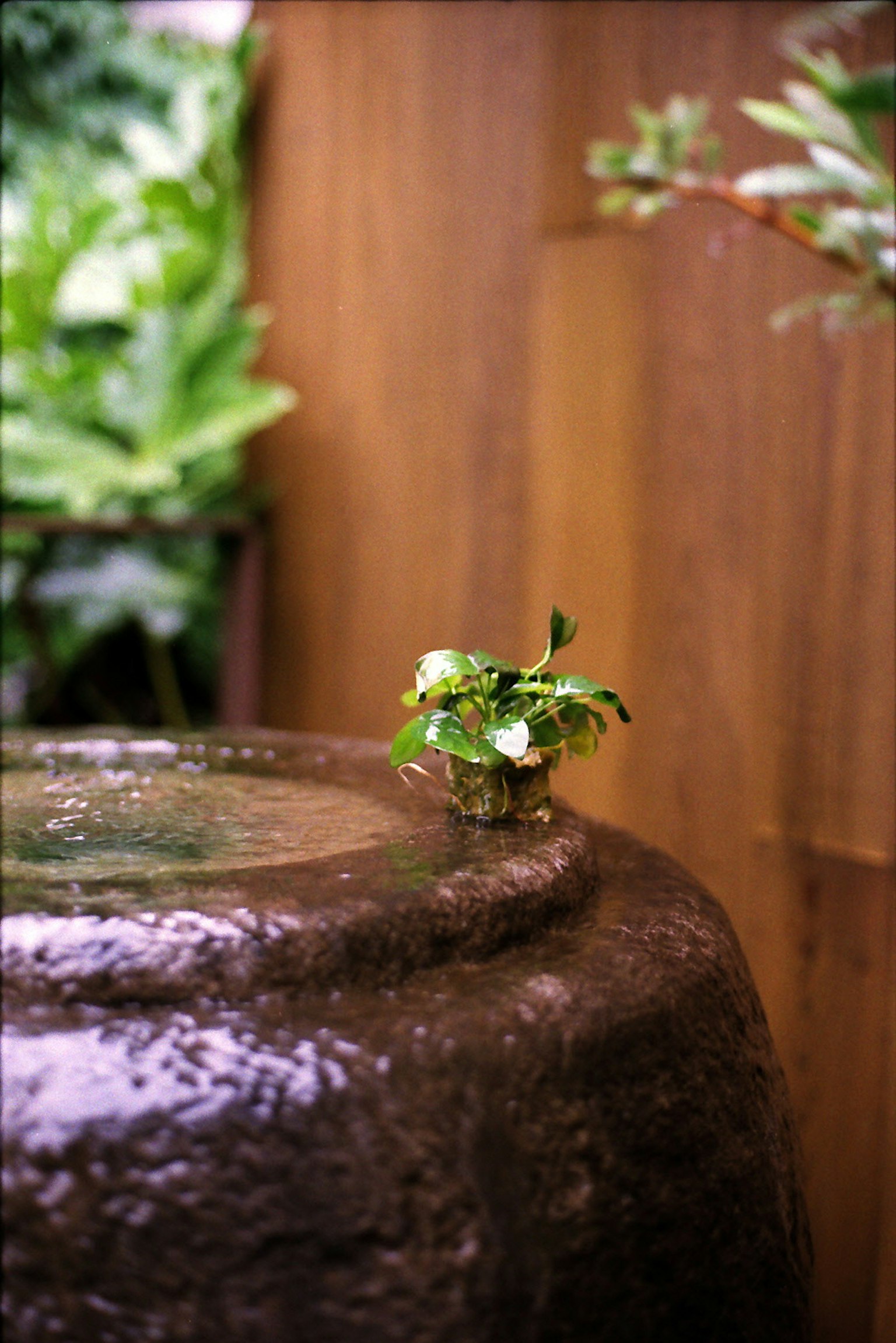 Une scène de jardin avec un ancien bassin d'eau et de petites plantes sur le dessus