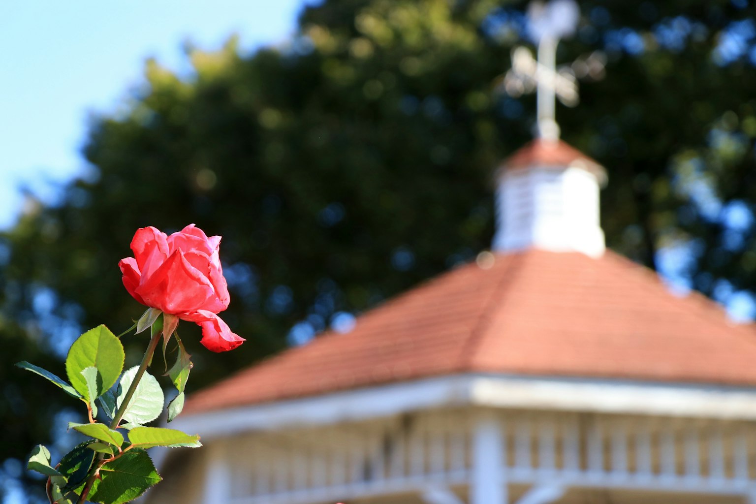 Rosa mit einem Pavillon im Hintergrund