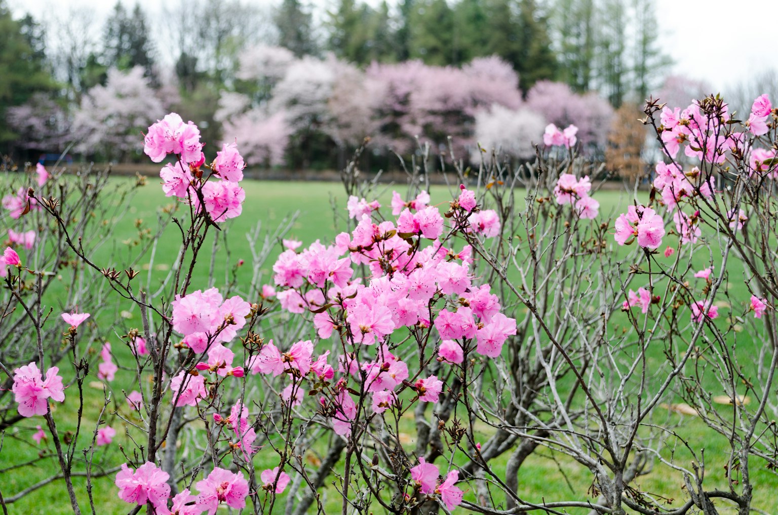 Rosa blühende Sträucher auf einem grünen Feld mit Bäumen im Hintergrund