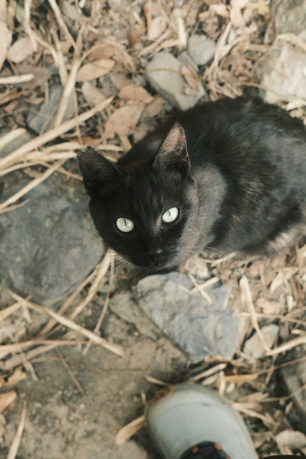 干し草の上にいる黒猫の目元