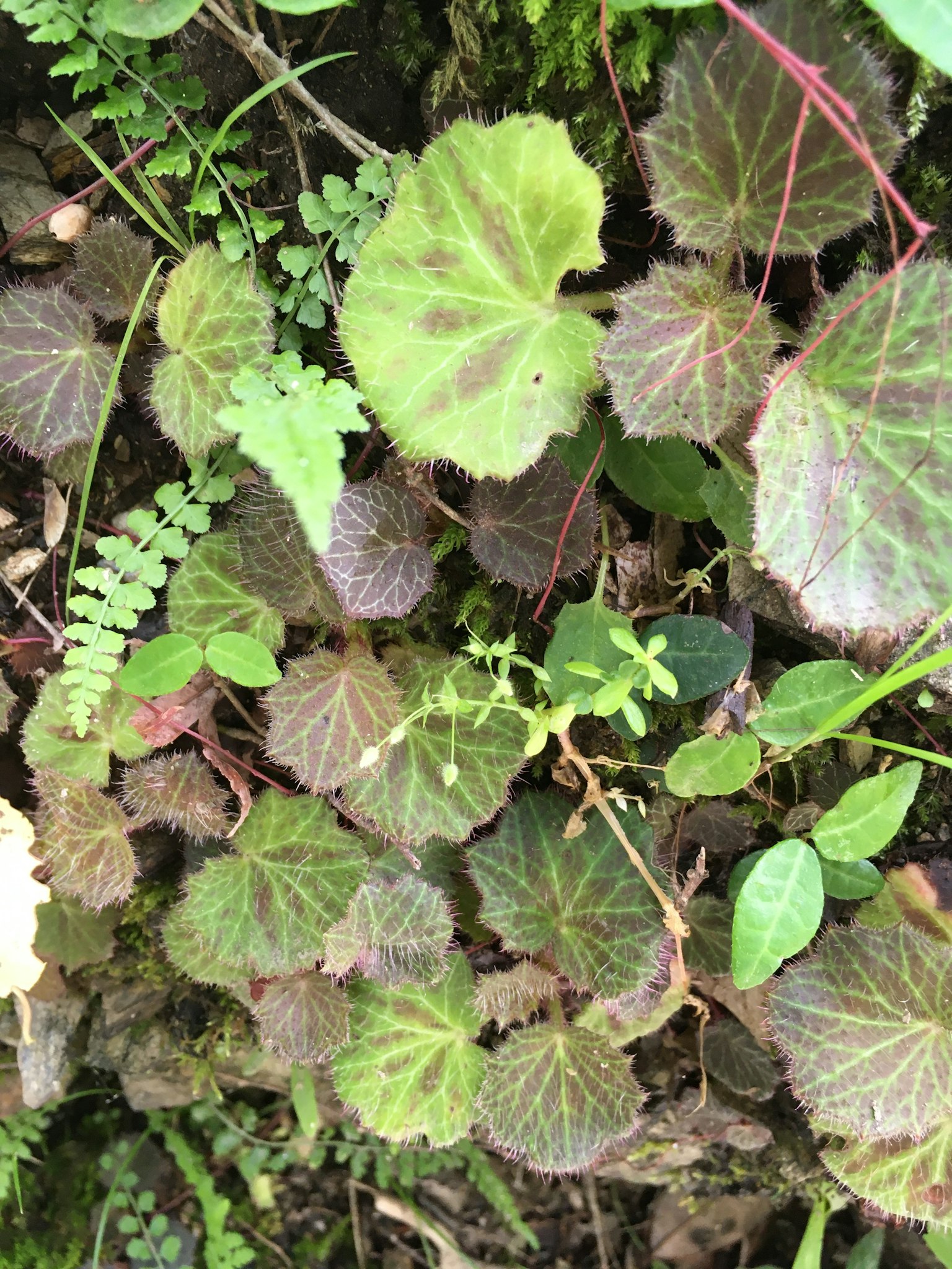 Primo piano di piante verdi lussureggianti con diverse forme e colori delle foglie