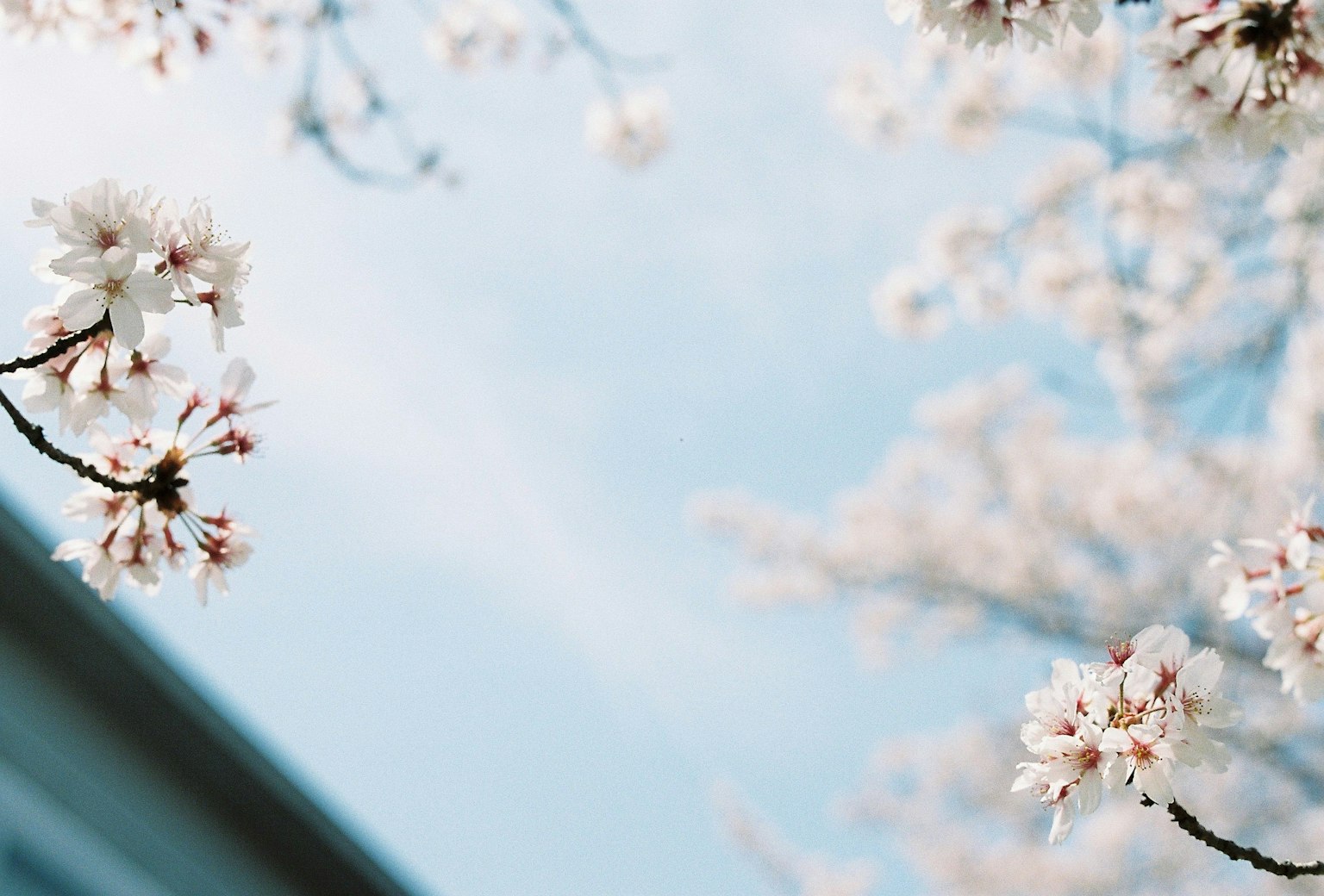 Primer plano de flores de cerezo contra un cielo azul