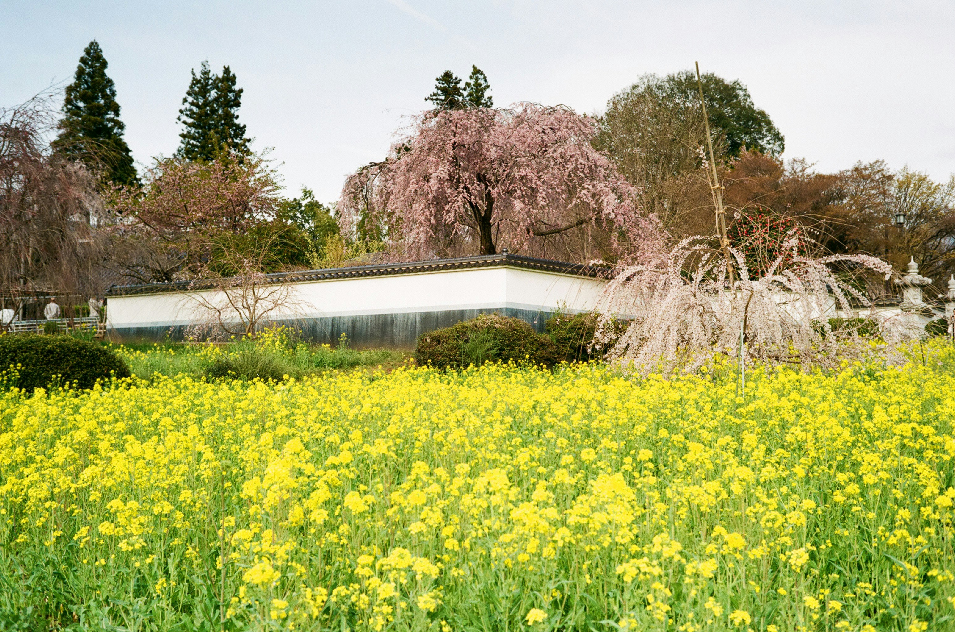 菜の花畑と桜の木が見える公園の風景