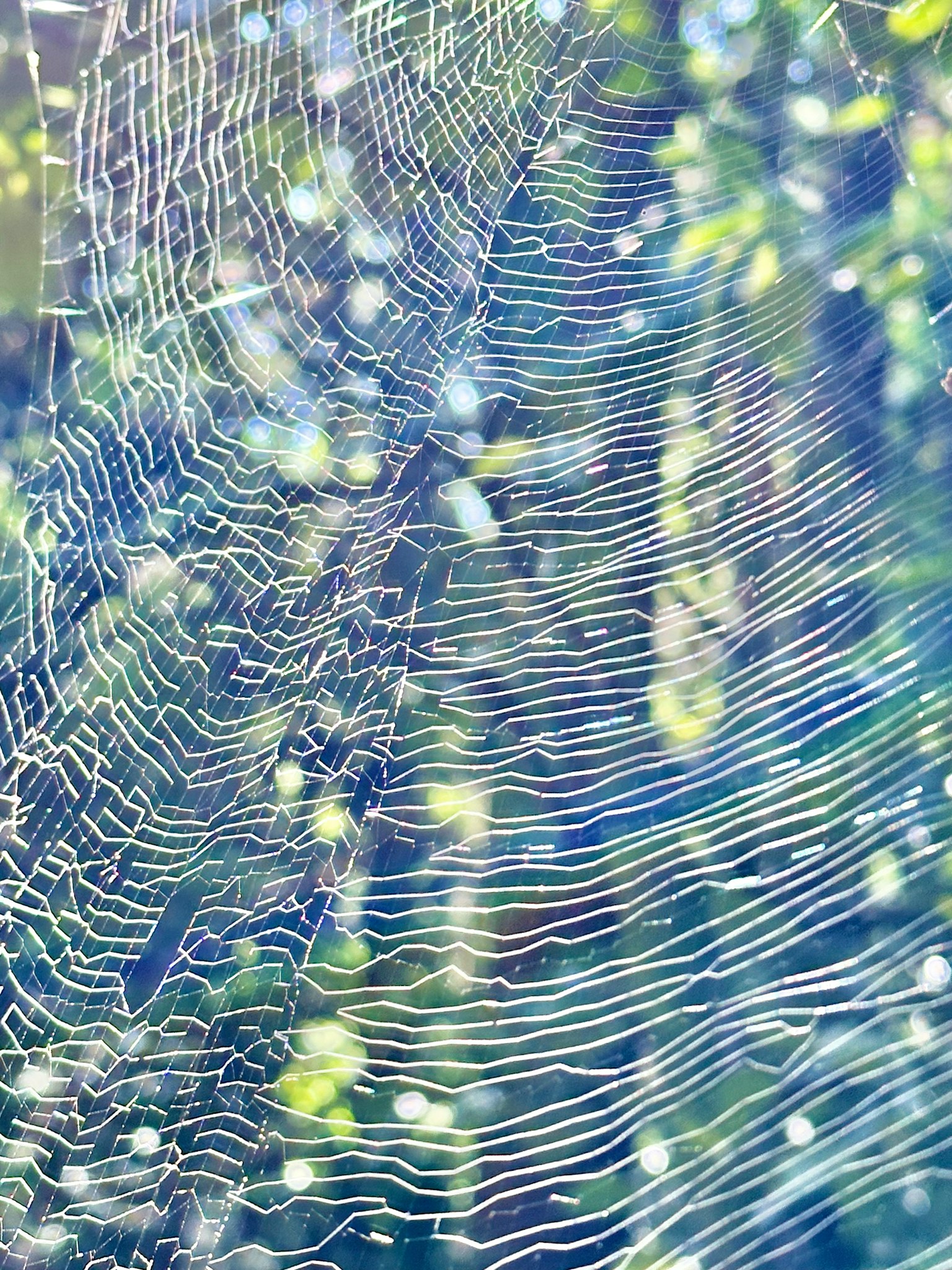 A beautiful spider web stretched against a blue background with light reflecting off it