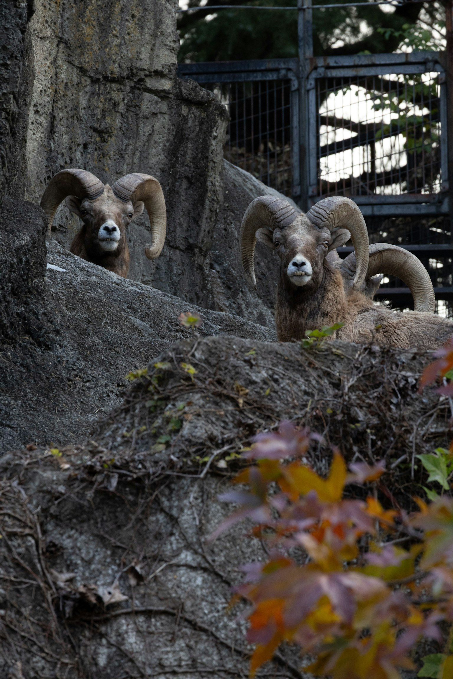 Deux animaux ressemblant à des moutons avec de grandes cornes se cachent derrière une surface rocheuse