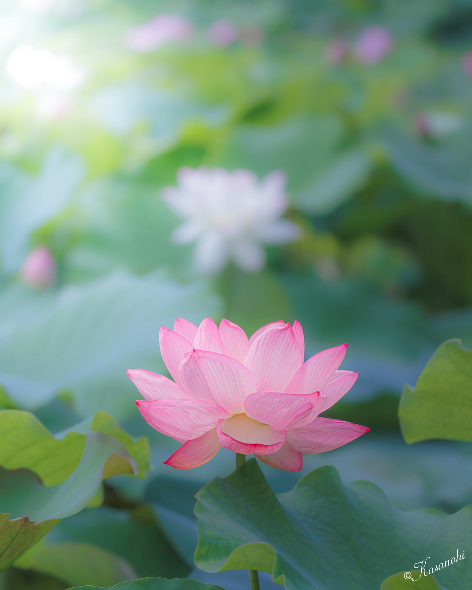 Beautiful scene of pink lotus flower and white lotus flower blooming in a pond