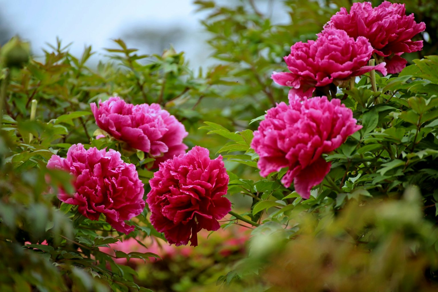 Fleurs de pivoine roses vives fleurissant parmi des feuilles vertes