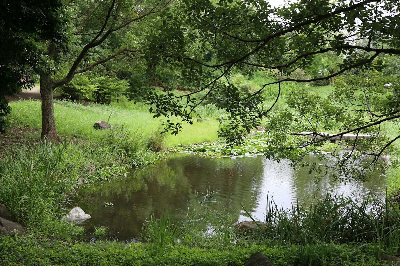 Vue panoramique d'un étang tranquille entouré de verdure luxuriante