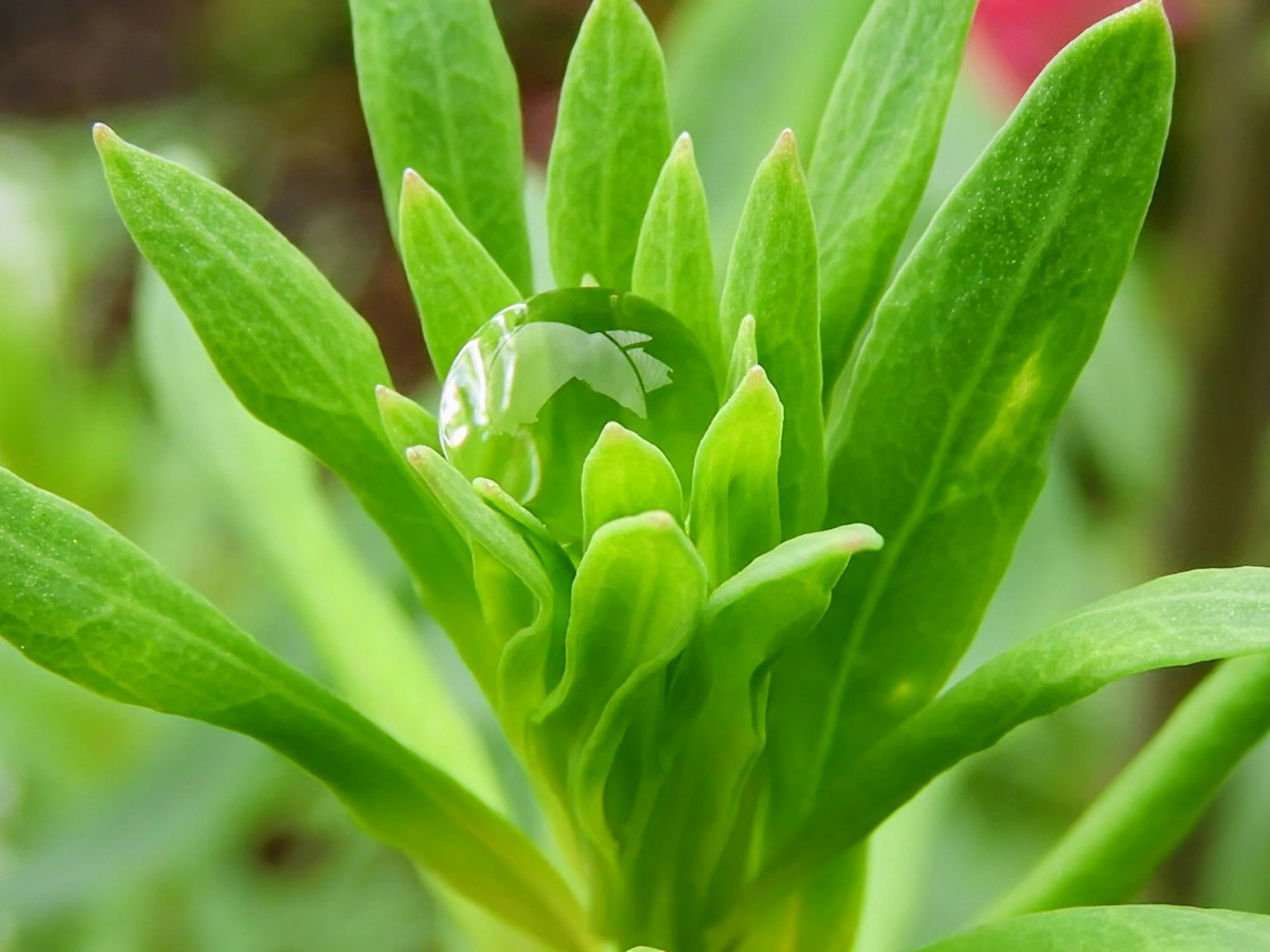 Primo piano di foglie verdi con una goccia d'acqua che mostra la bellezza della natura