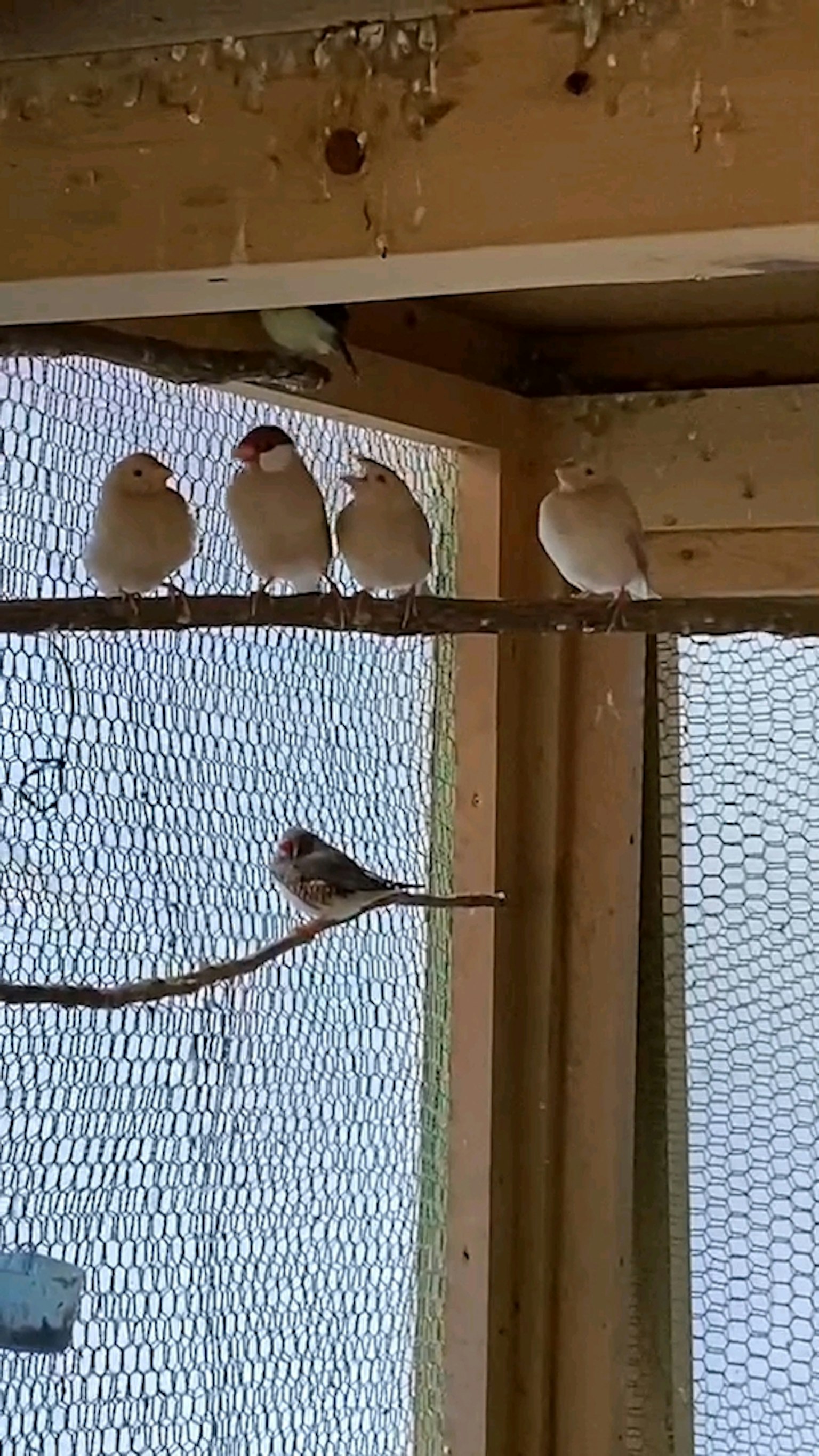 Fünf kleine weiße Vögel, die auf einem Ast in einem Vogelkäfig sitzen