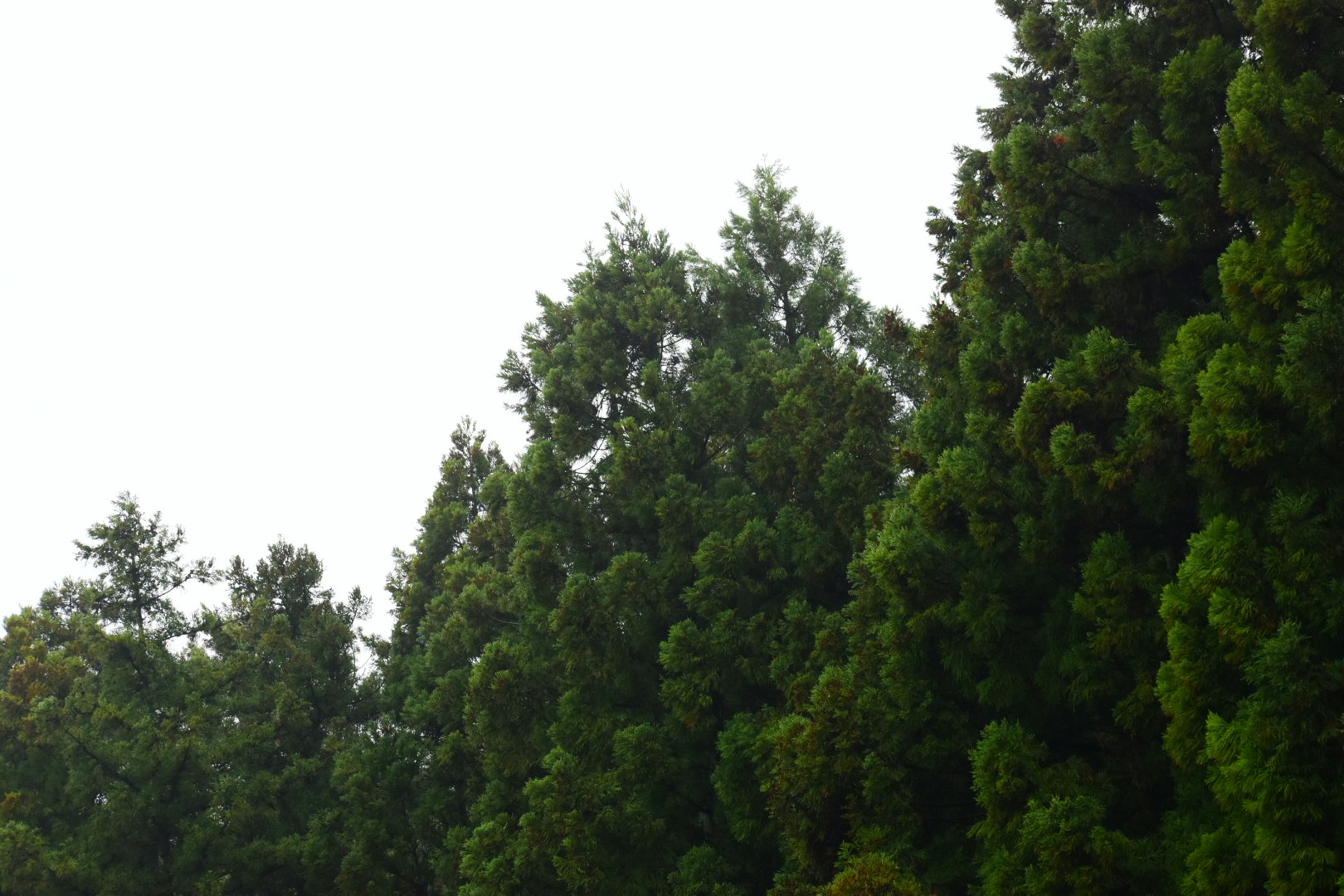 曇り空の下の森の樹木