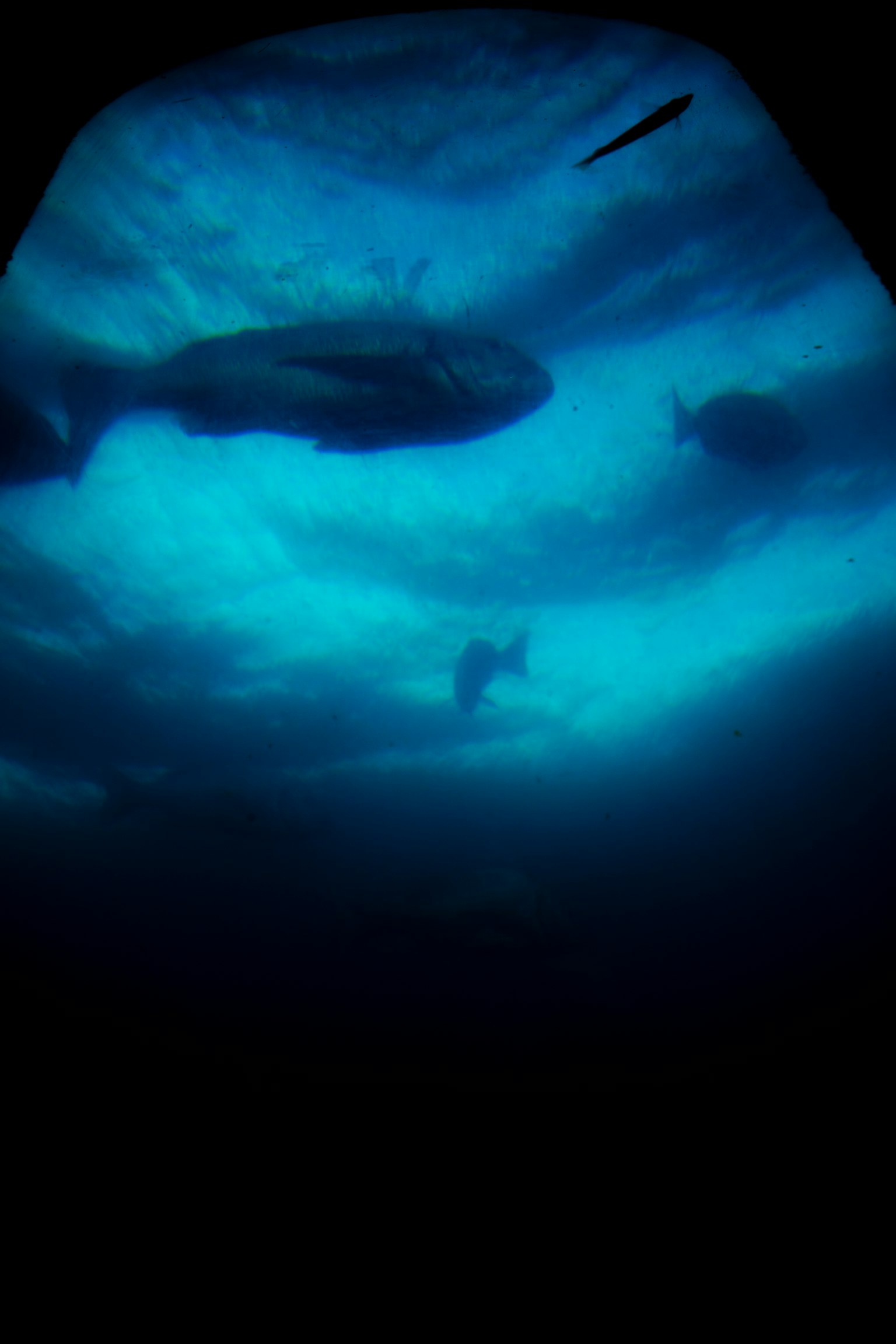 Silhouettes of fish swimming underwater with blue light