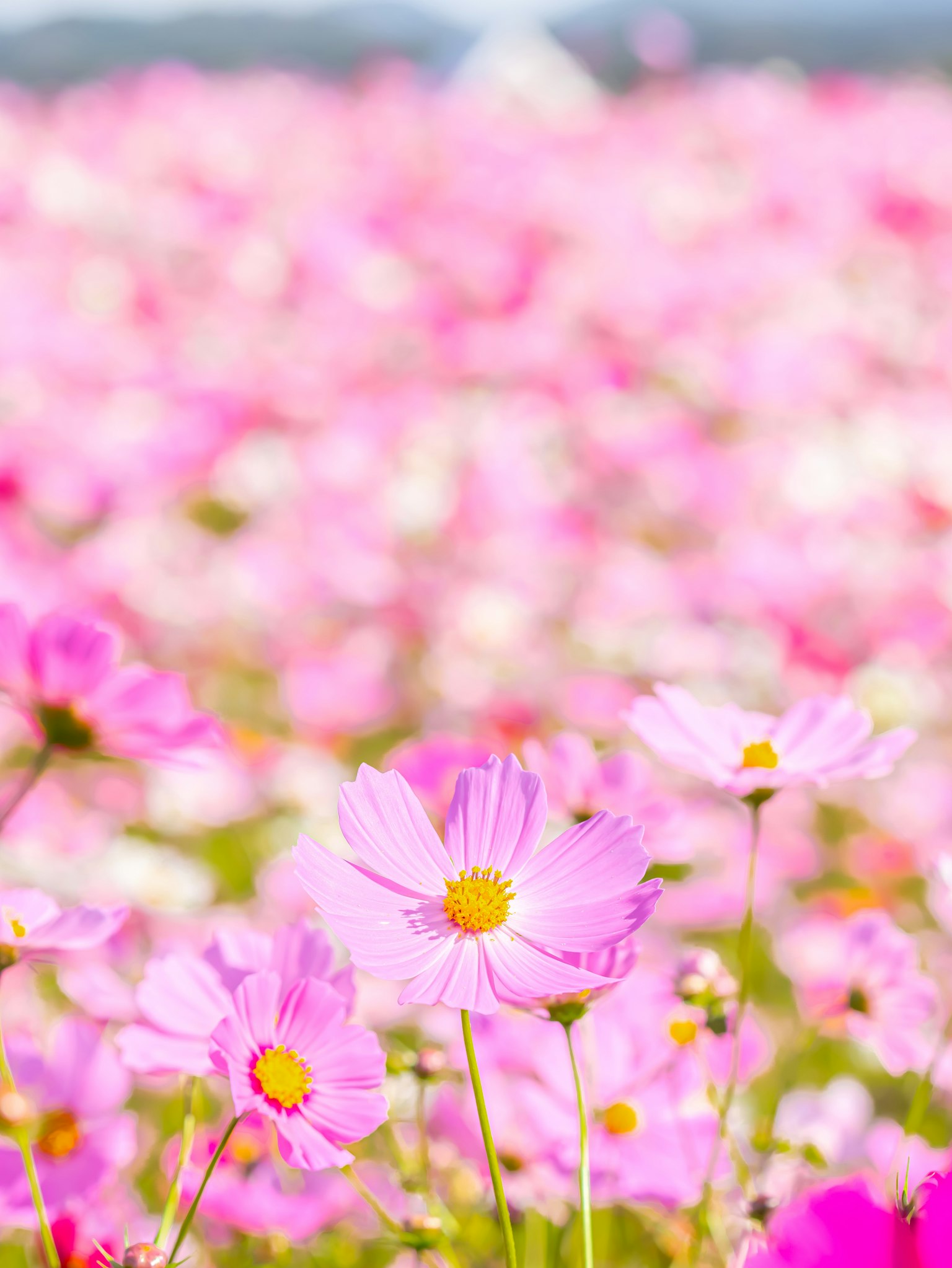 美麗的風景，盛開著粉色的宇宙花