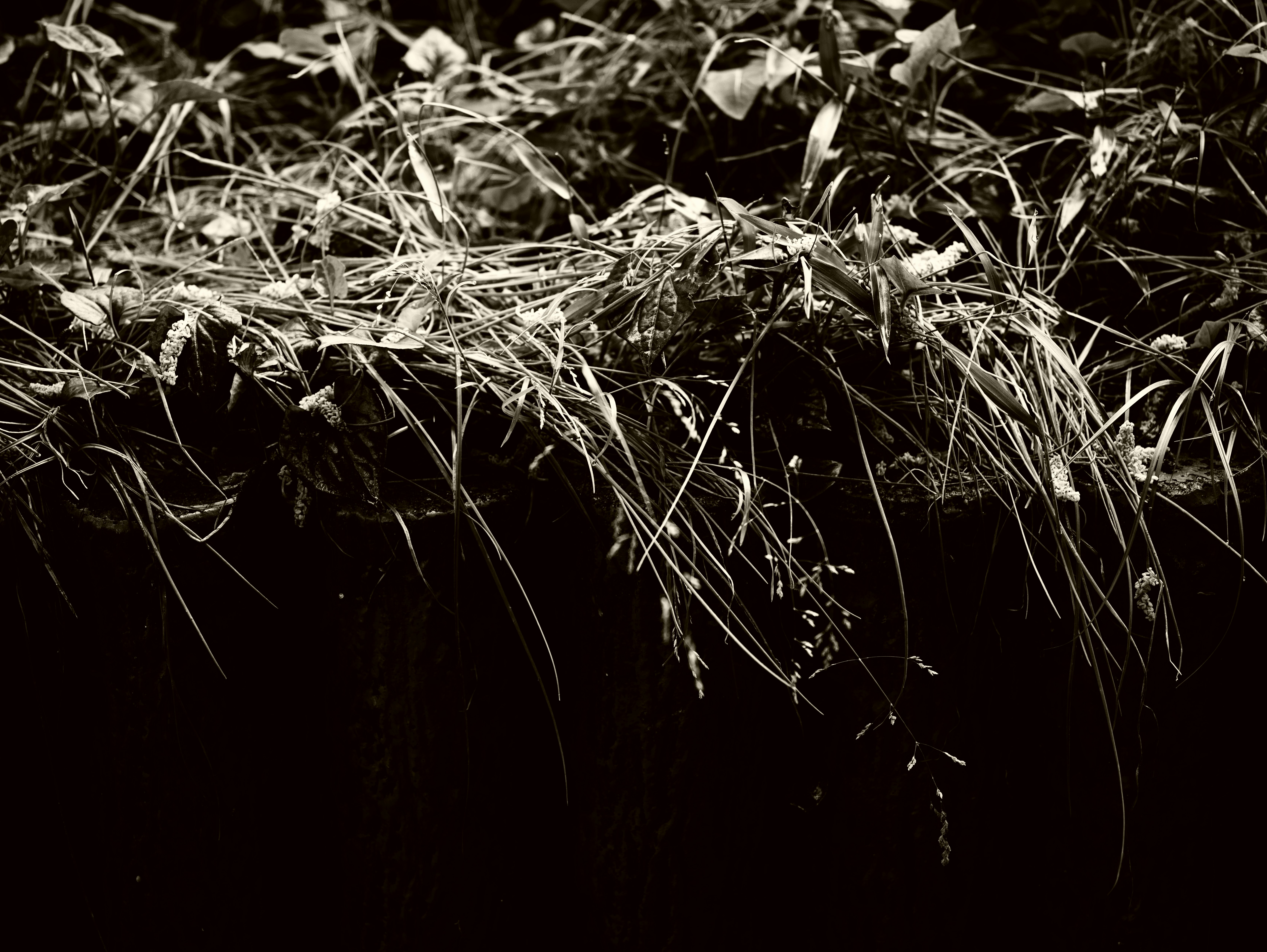 Image monochrome d'herbe et de feuilles de plantes flottant sur l'eau