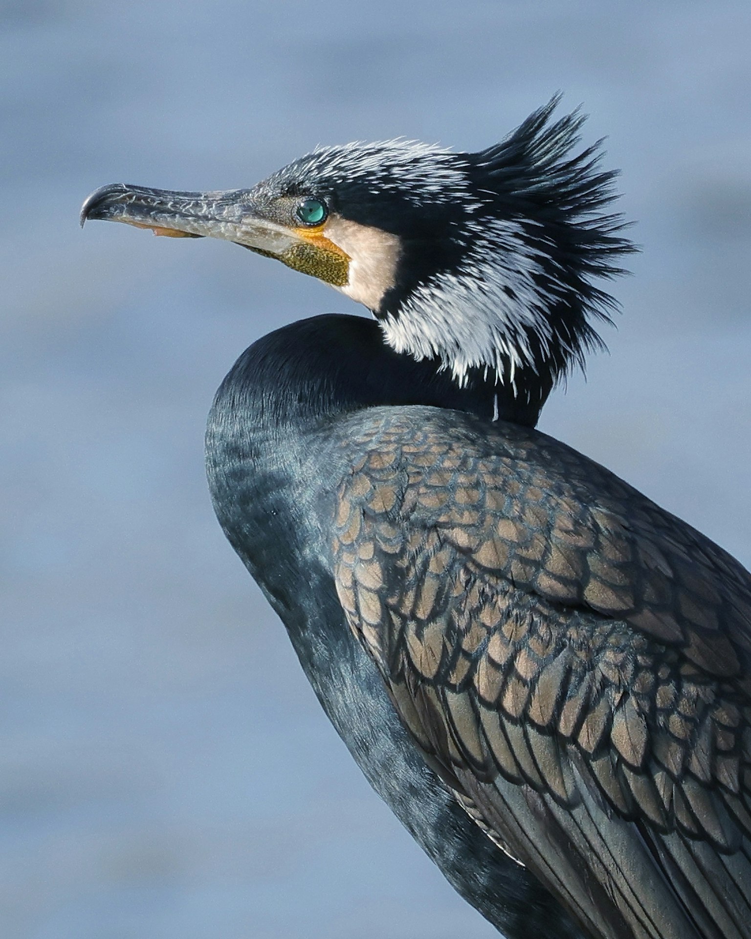 Un cormorán de plumas negras mirando la superficie del agua