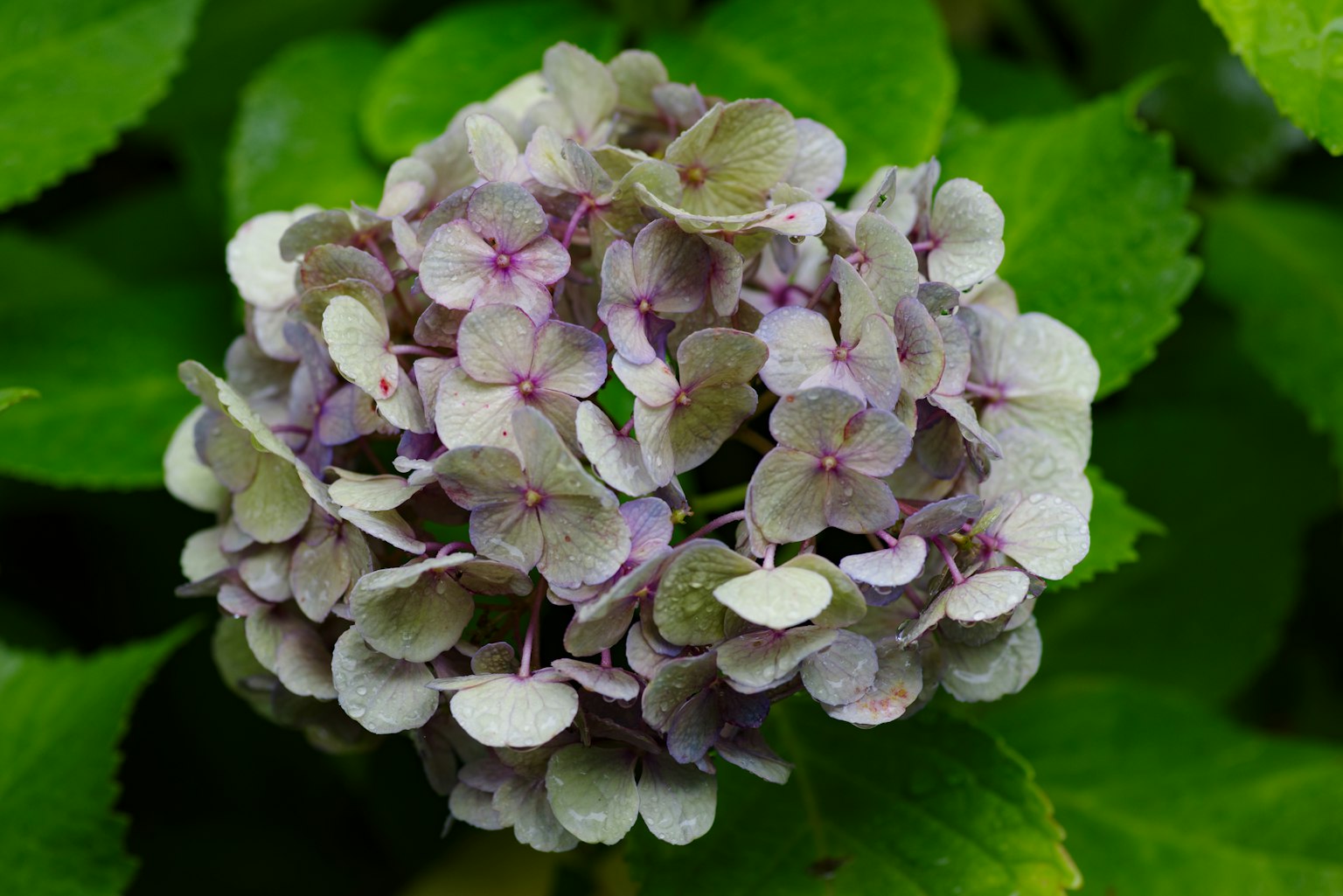 Hortensienblüte umgeben von grünen Blättern mit blassen lila Blütenblättern
